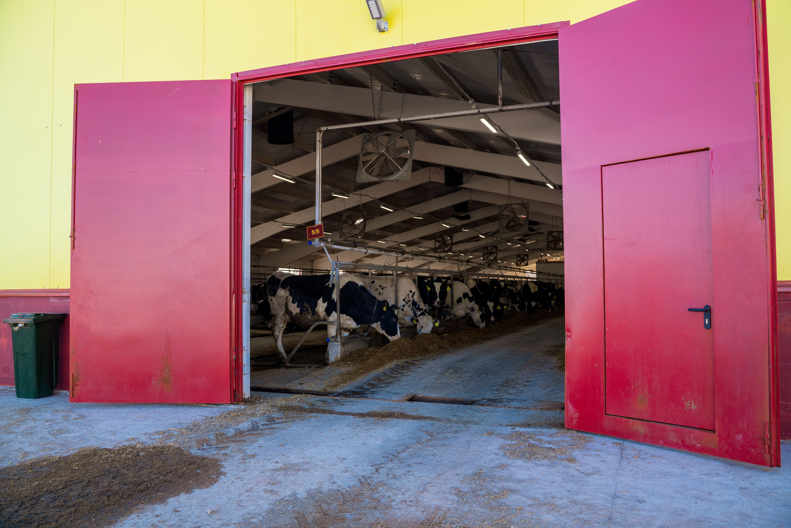 Фотосессия на молочной ферме «Белгранкорм» (г. Великий Новгород, 2022