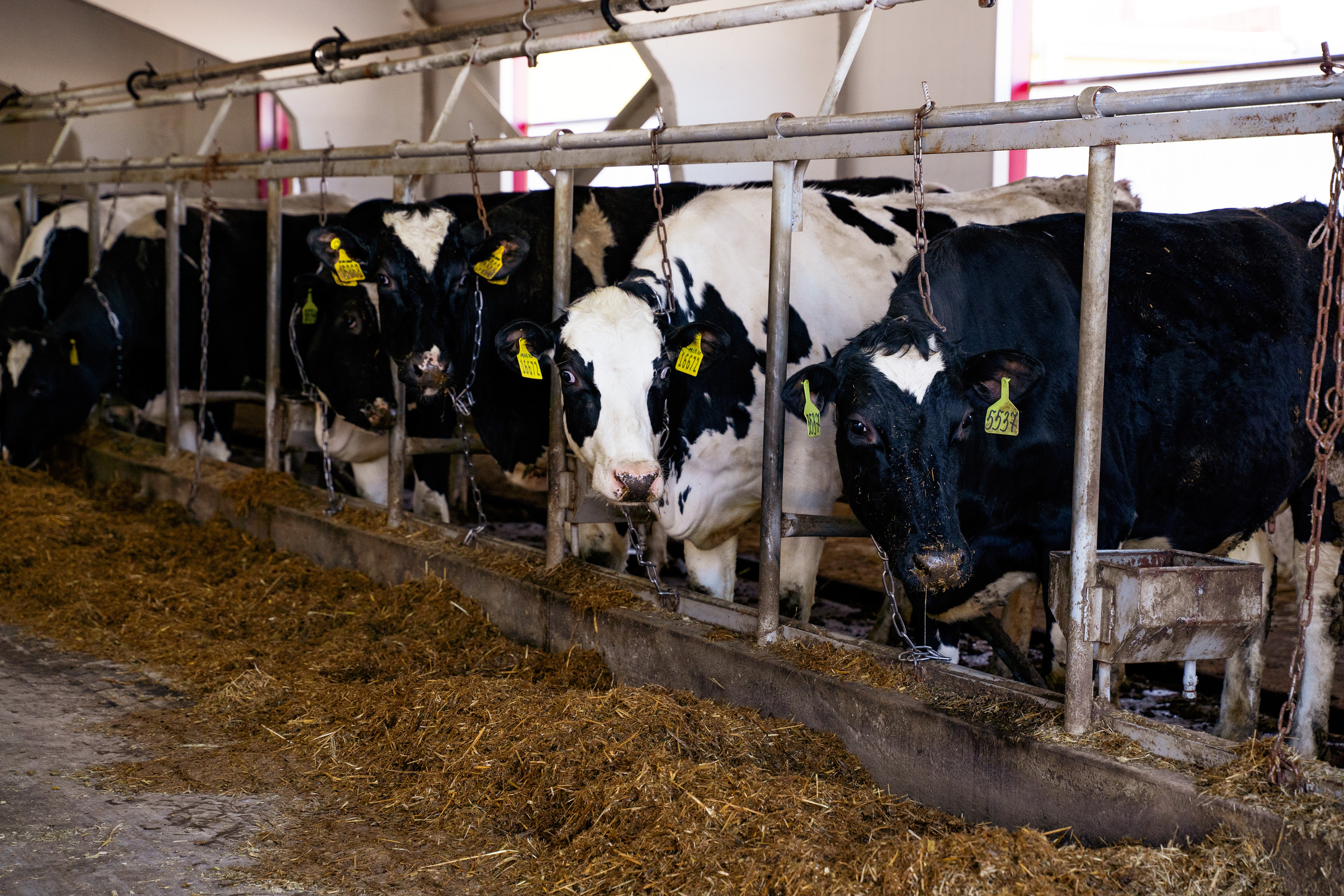 Фотосессия на молочной ферме «Белгранкорм» (г. Великий Новгород, 2022