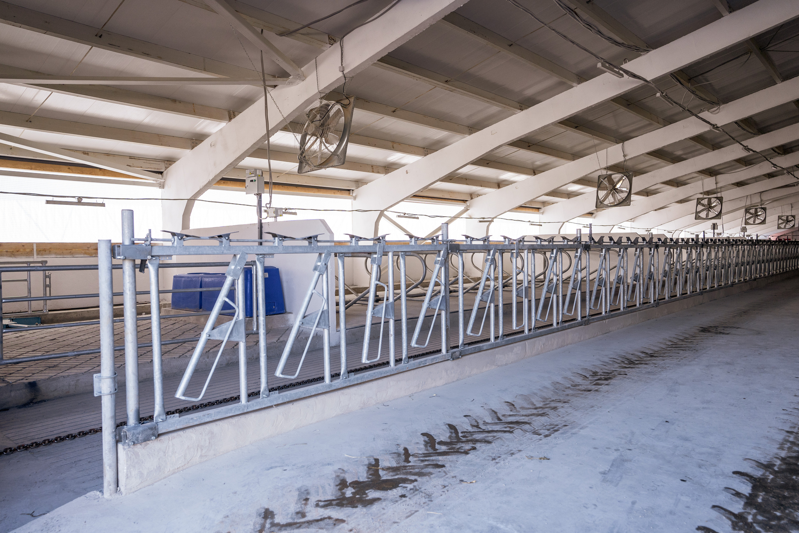 Фотосессия на молочной ферме «Белгранкорм» (г. Великий Новгород, 2022