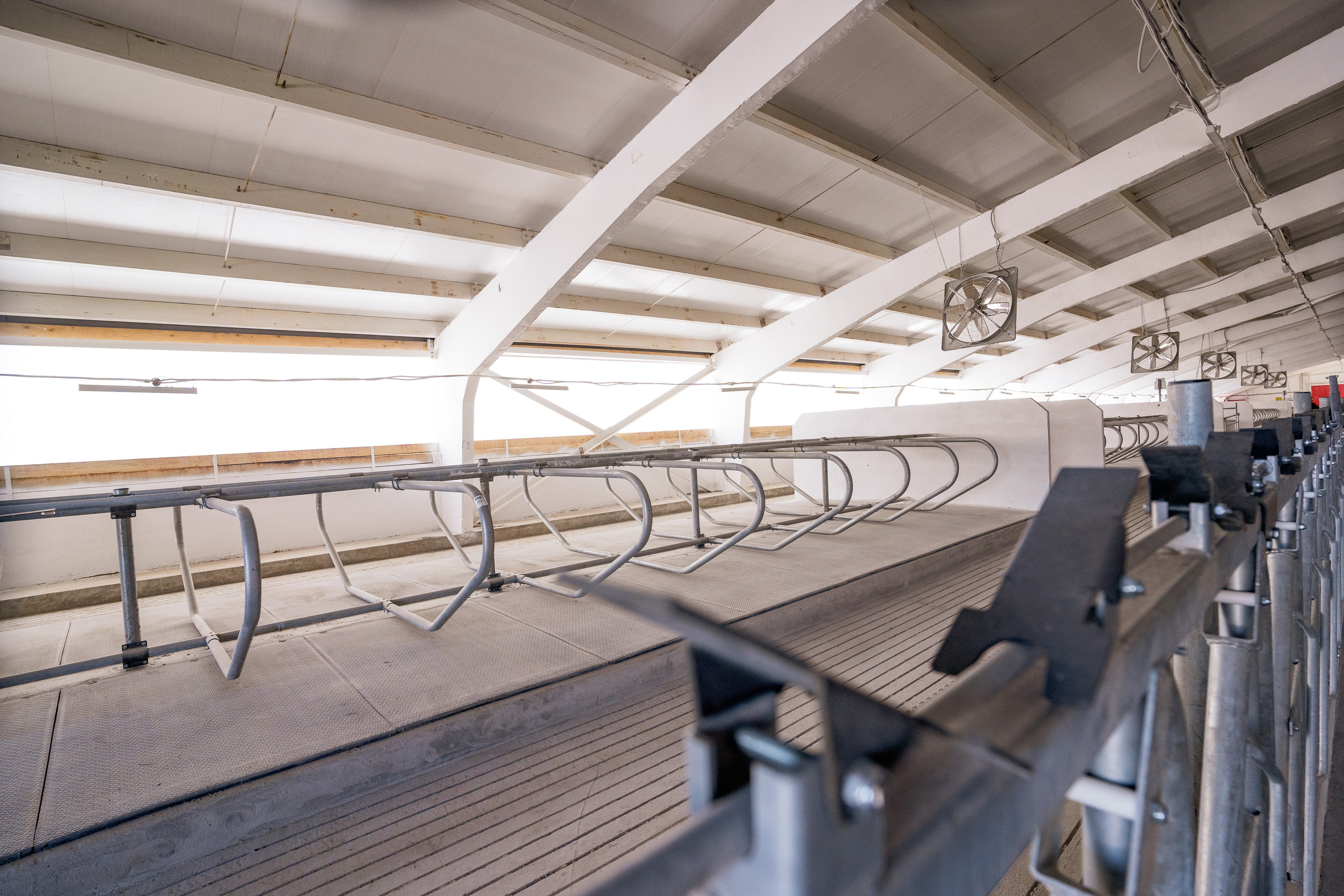 Фотосессия на молочной ферме «Белгранкорм» (г. Великий Новгород, 2022