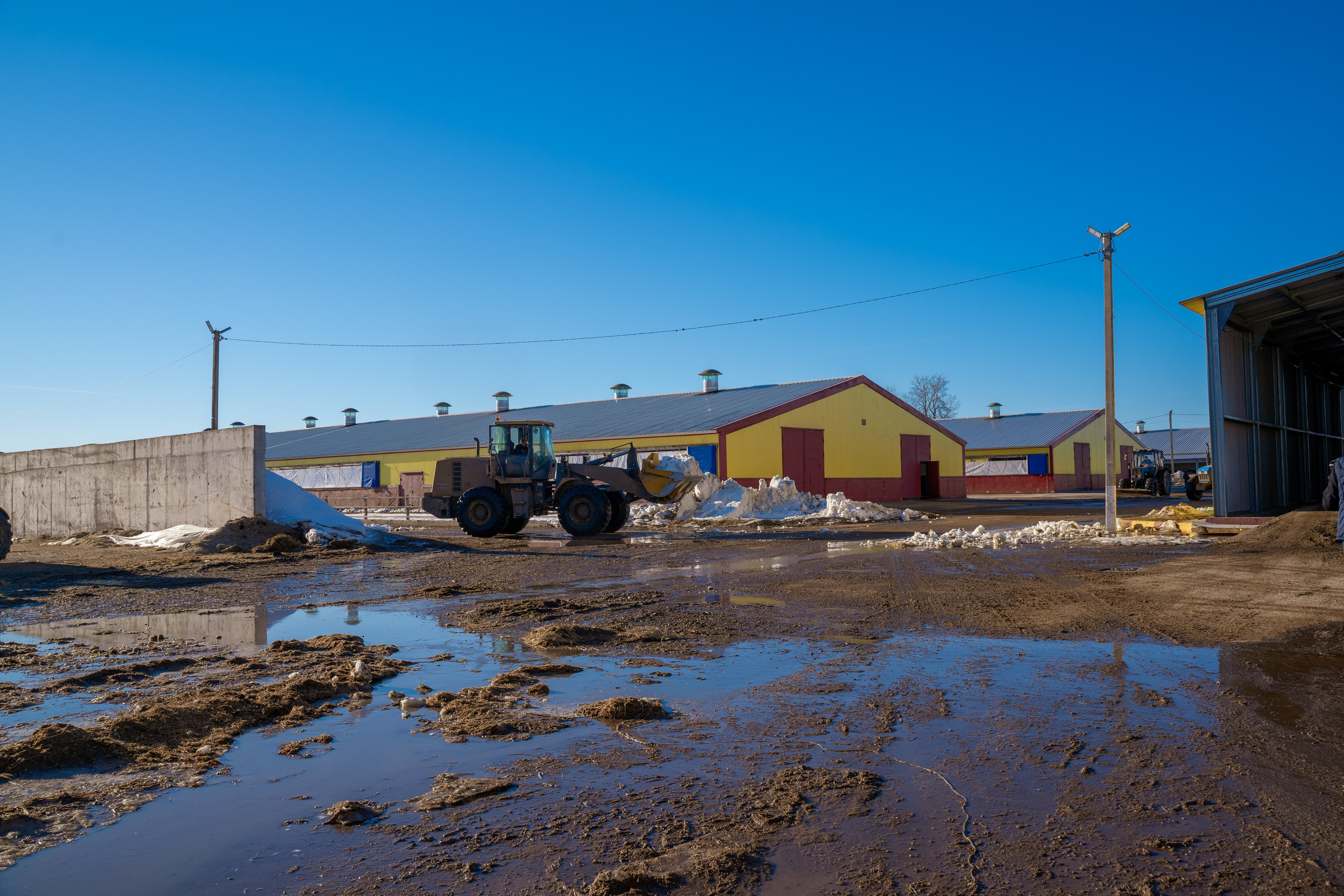 Фотосессия на молочной ферме «Белгранкорм» (г. Великий Новгород, 2022