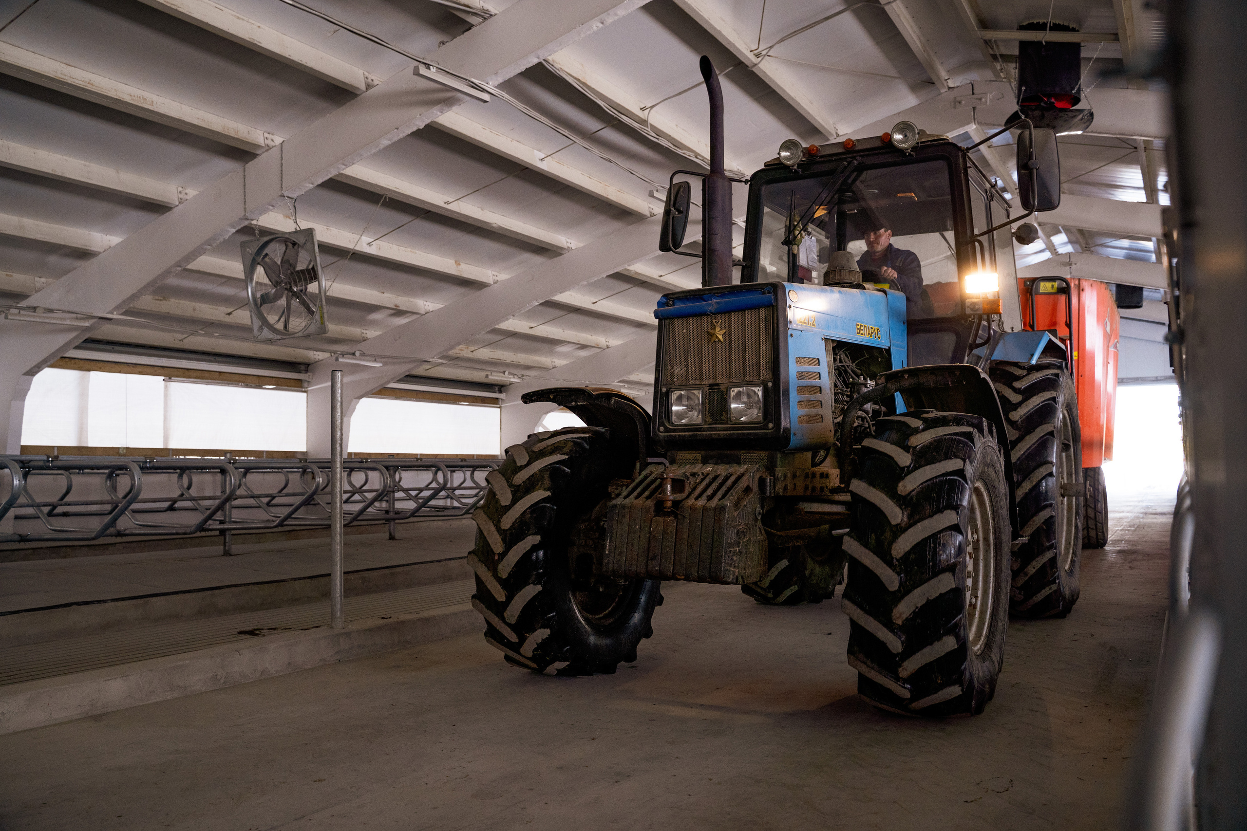 Фотосессия на молочной ферме «Белгранкорм» (г. Великий Новгород, 2022