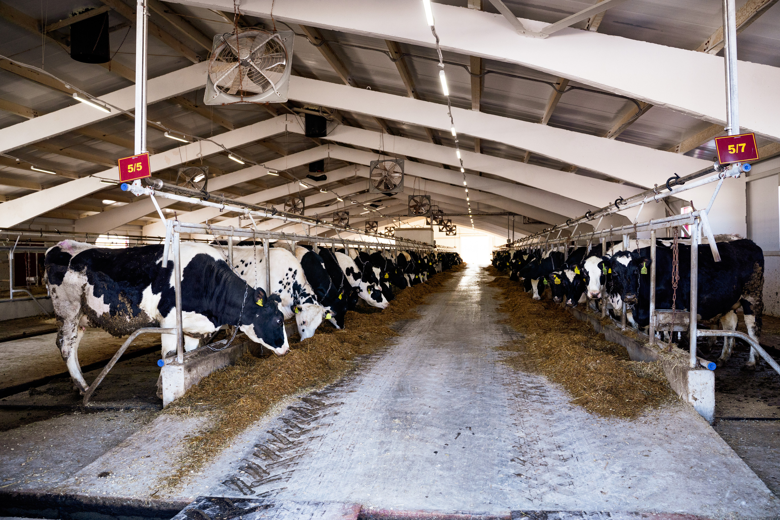 Фотосессия на молочной ферме «Белгранкорм» (г. Великий Новгород, 2022