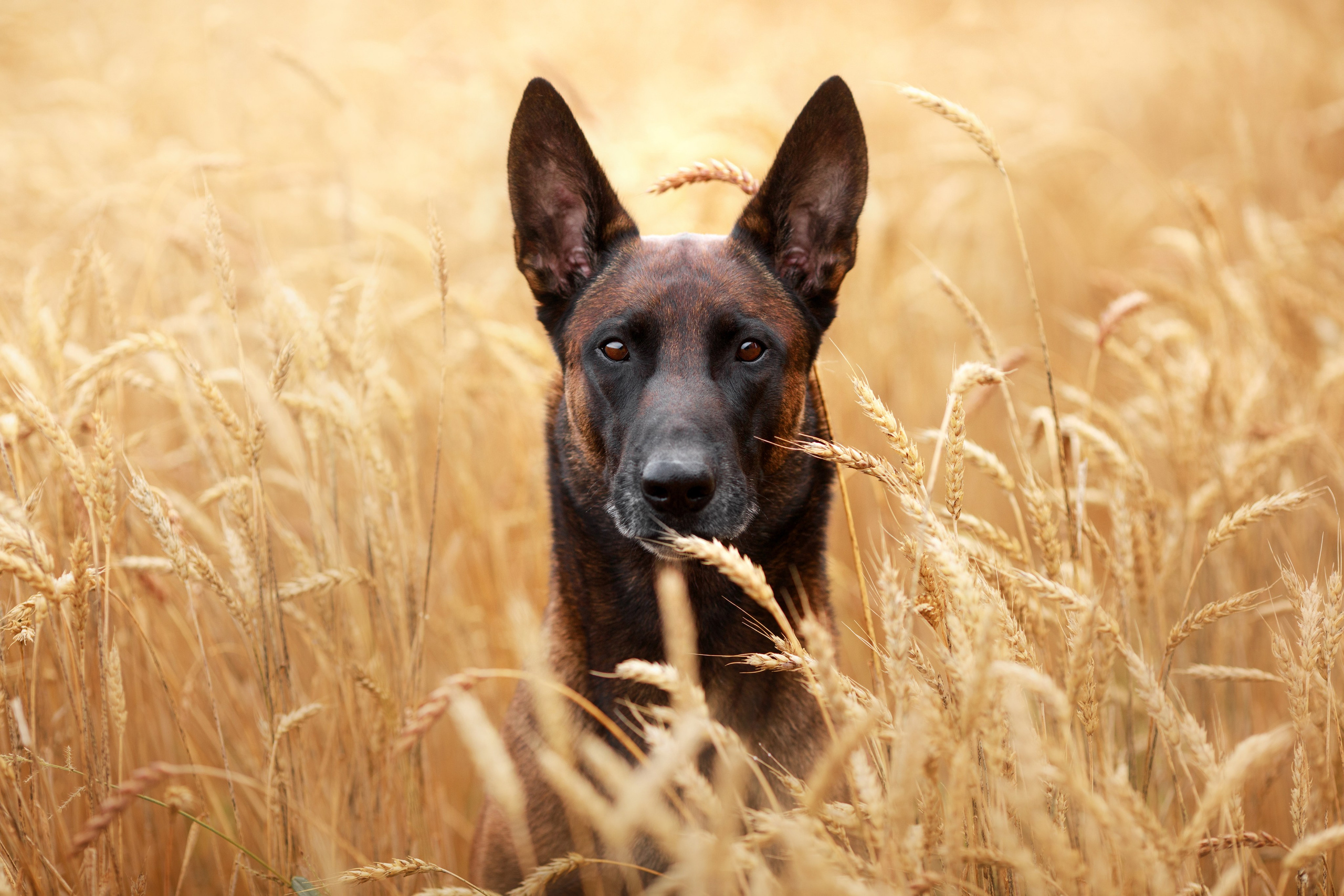 Фотограф-анималист Mary Mart — Москва, Питер
