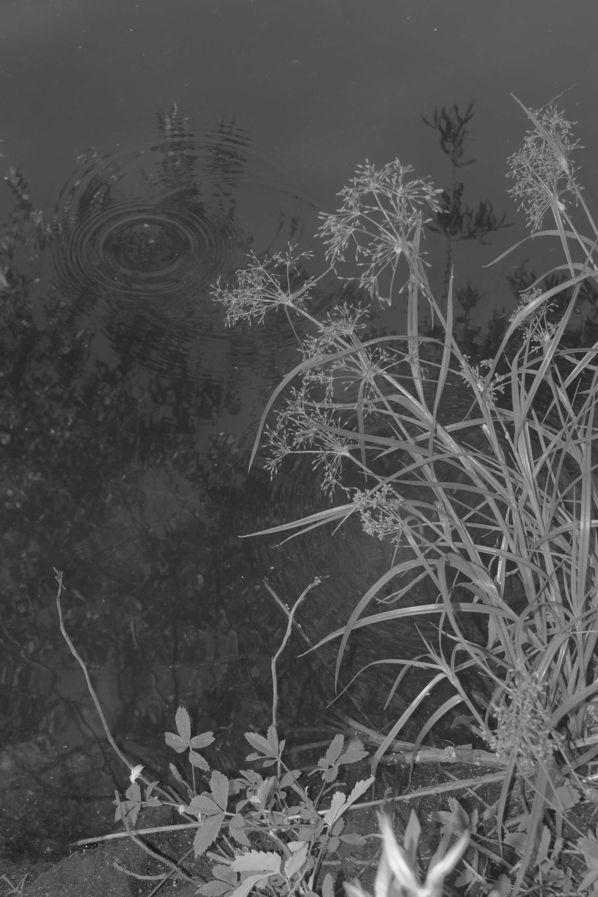 About fish. Maria Pilkevich