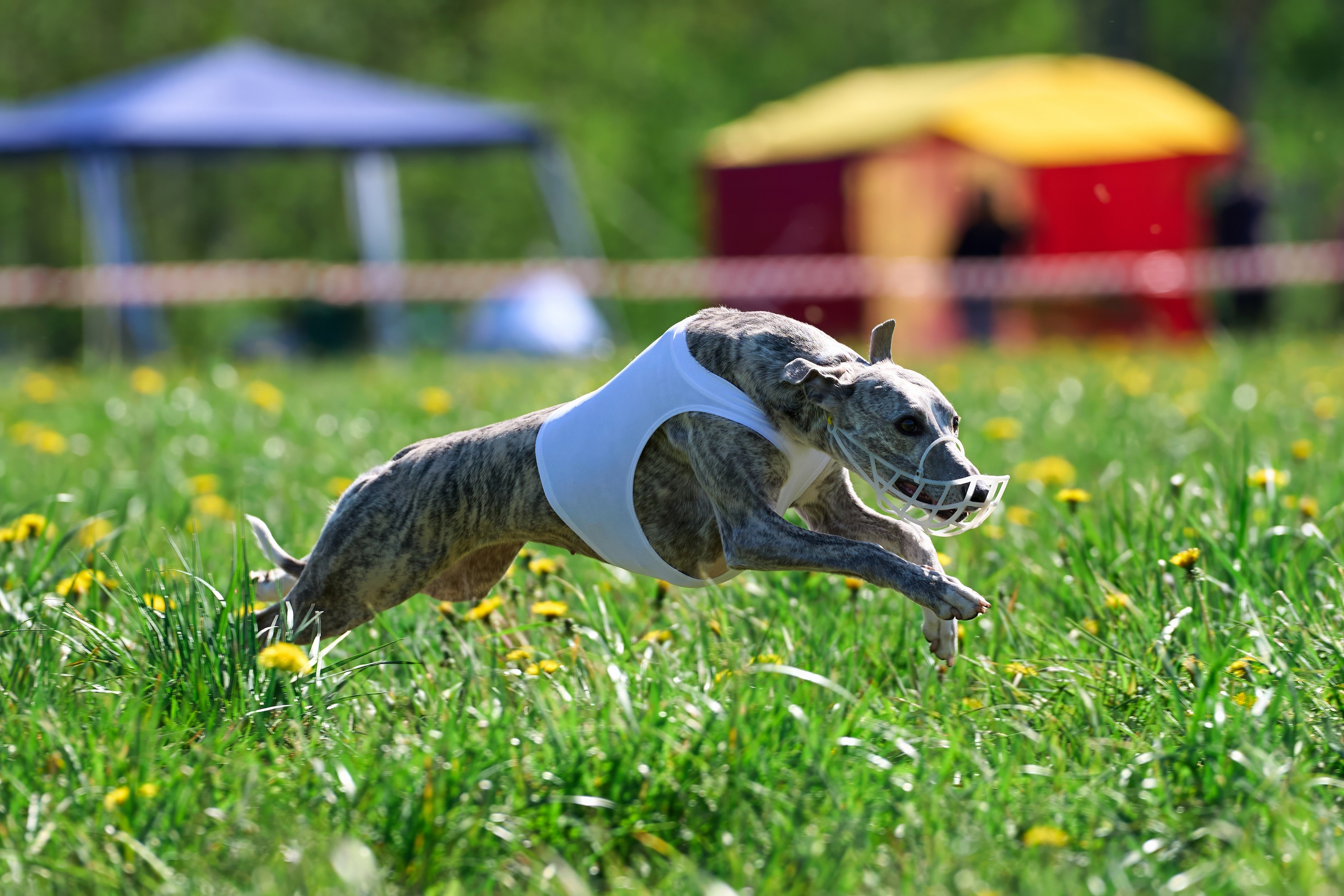 Квалификация по курсингу Донино. Фотограф-анималист Михаил Манухин