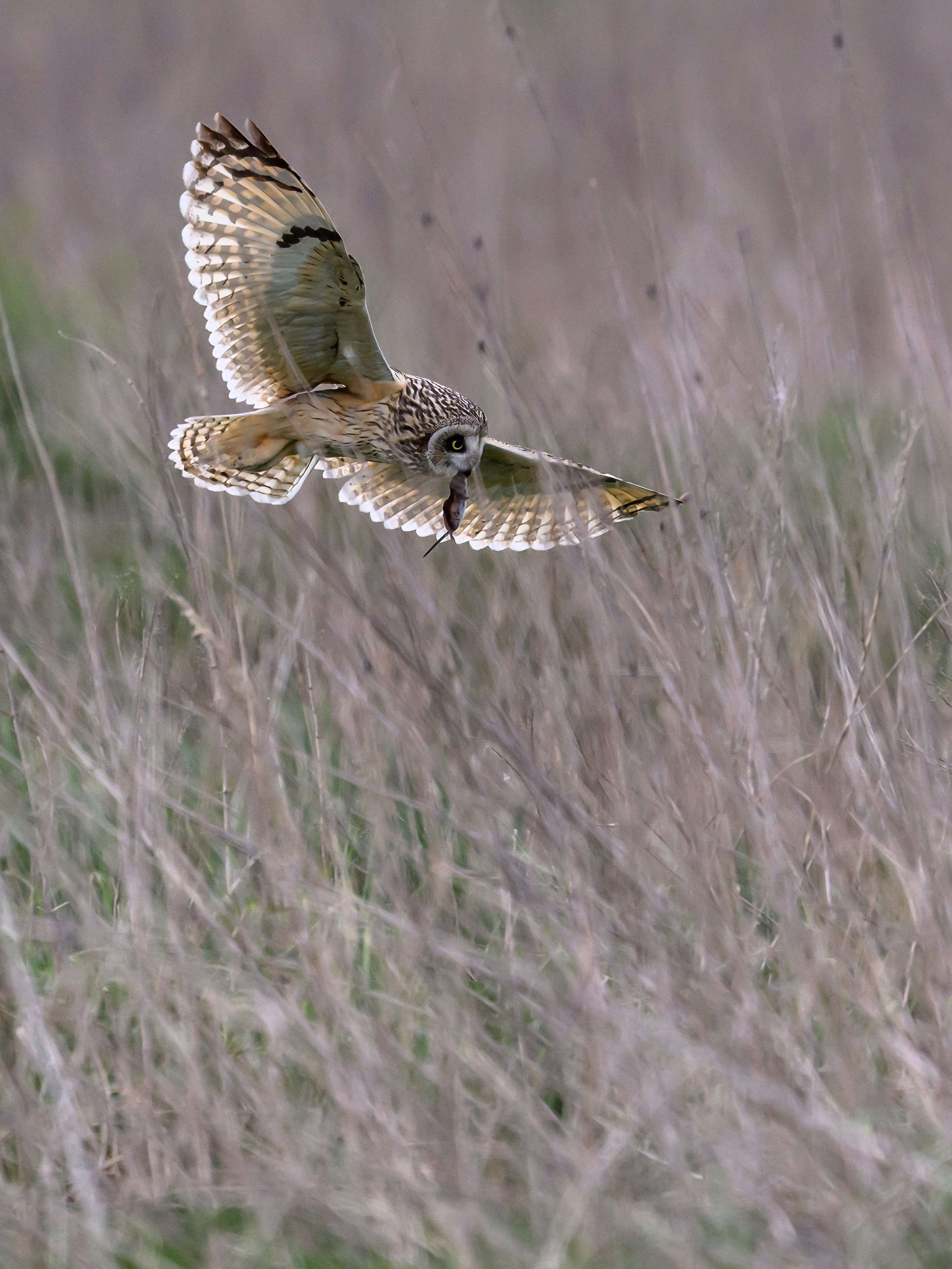 Охота сов и схватка с лунем. Фотограф Сергей Пупонин