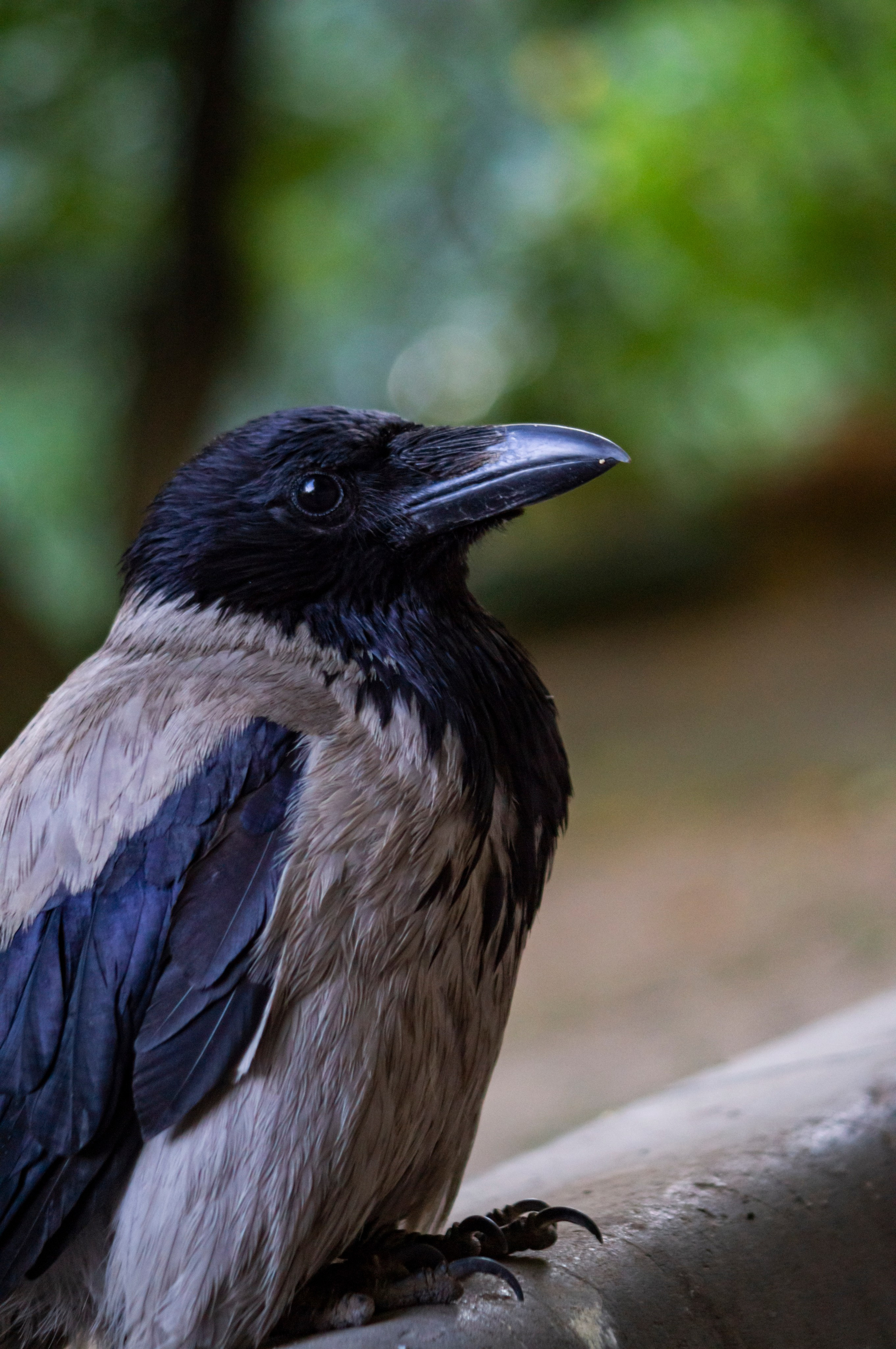 Ворона. Донеал Скнарь — концертный фотограф
