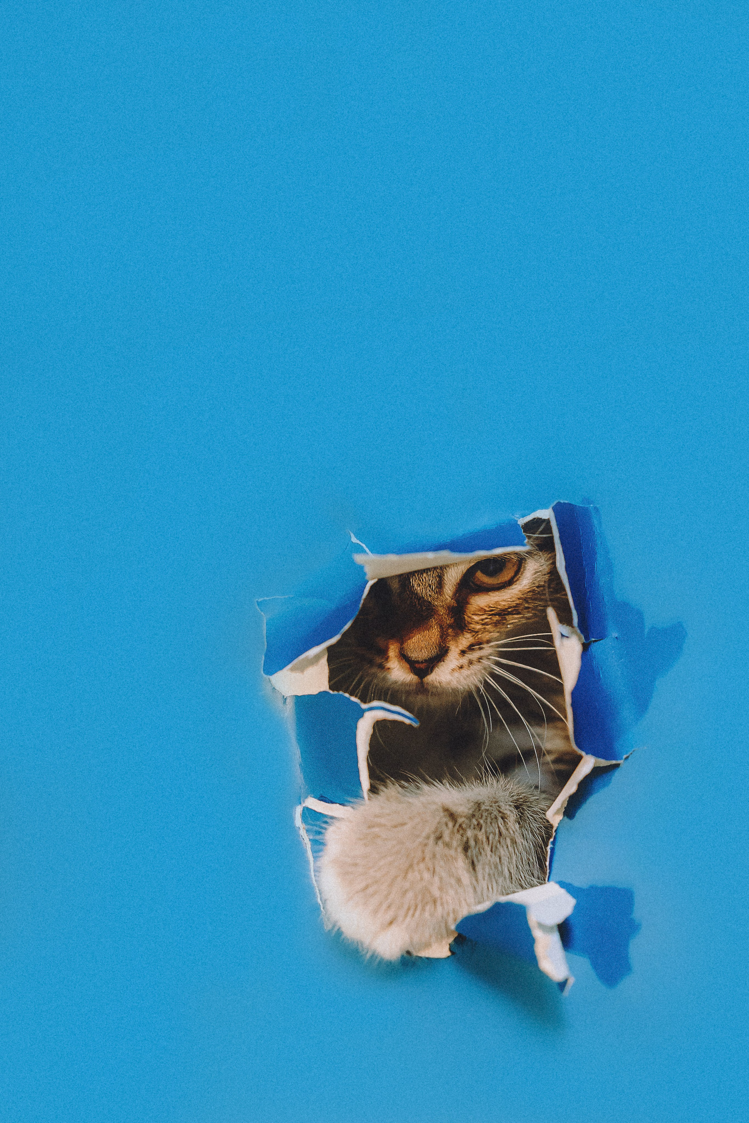 Более 30 идей для фотосессии с котенком