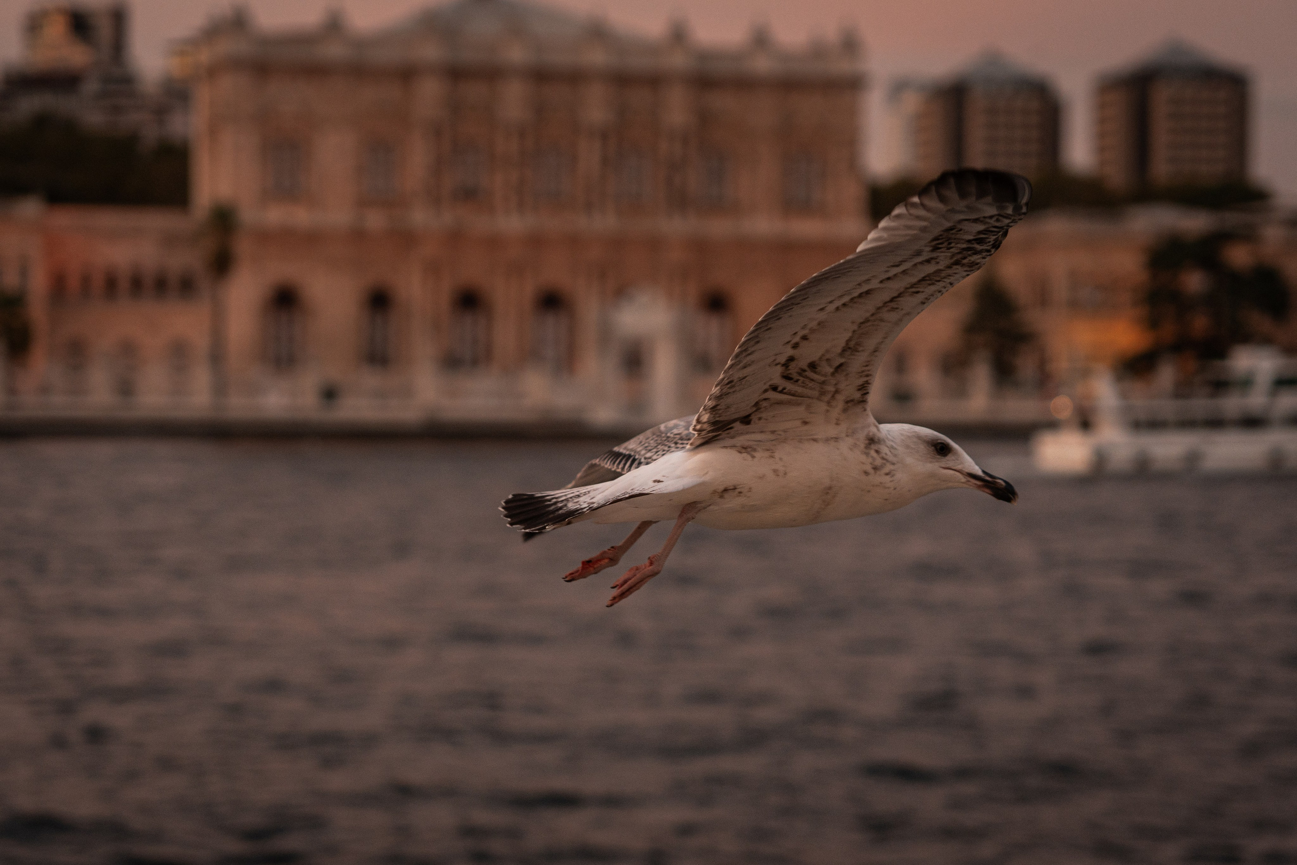 Турция — Стамбул. Илья Варин — Фотограф Москва, Тверь
