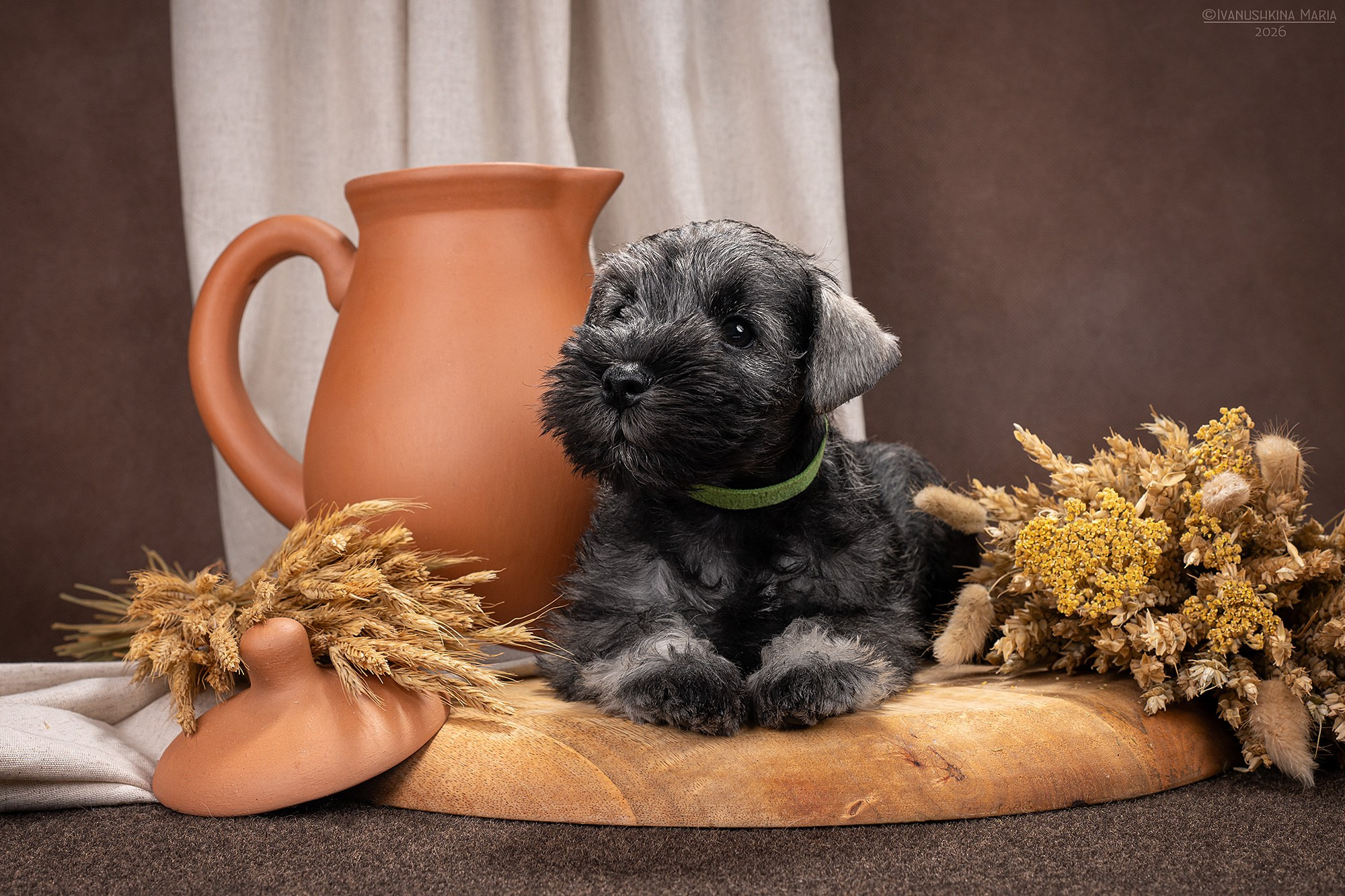 Фотосессия щенков на фонах. Фотограф собак в Москве и Московской области Иванушкина Мария