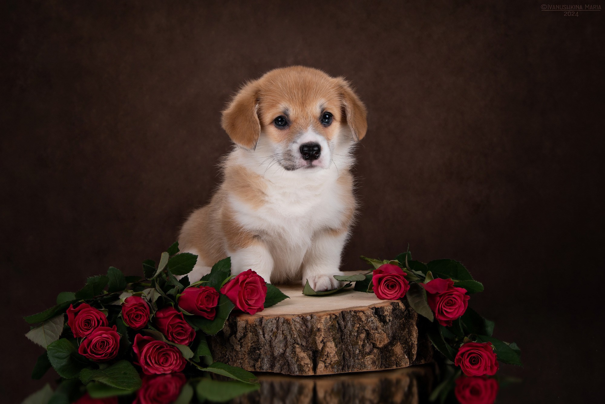 Фотосессия щенков на фонах. Фотограф собак в Москве и Московской области Иванушкина Мария