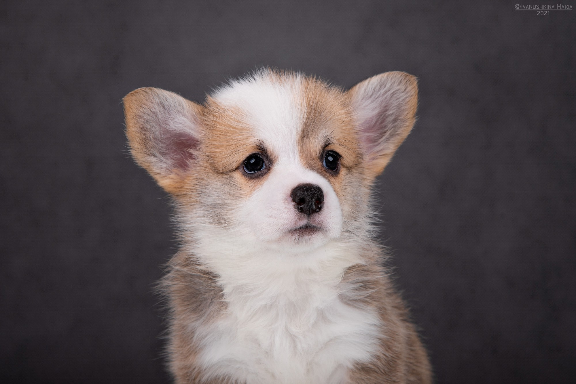 Фотосессия щенков на фонах. Фотограф собак в Москве и Московской области Иванушкина Мария