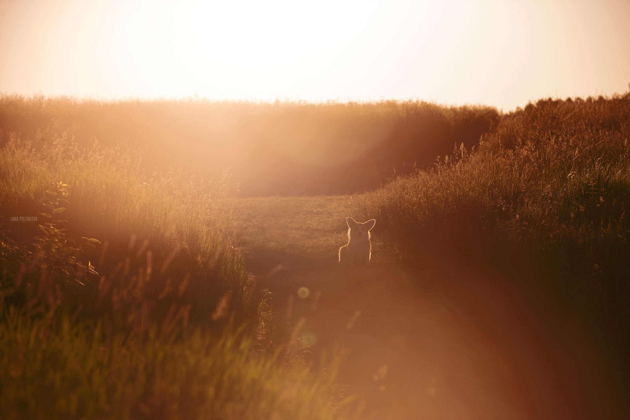 Фото корги на природе