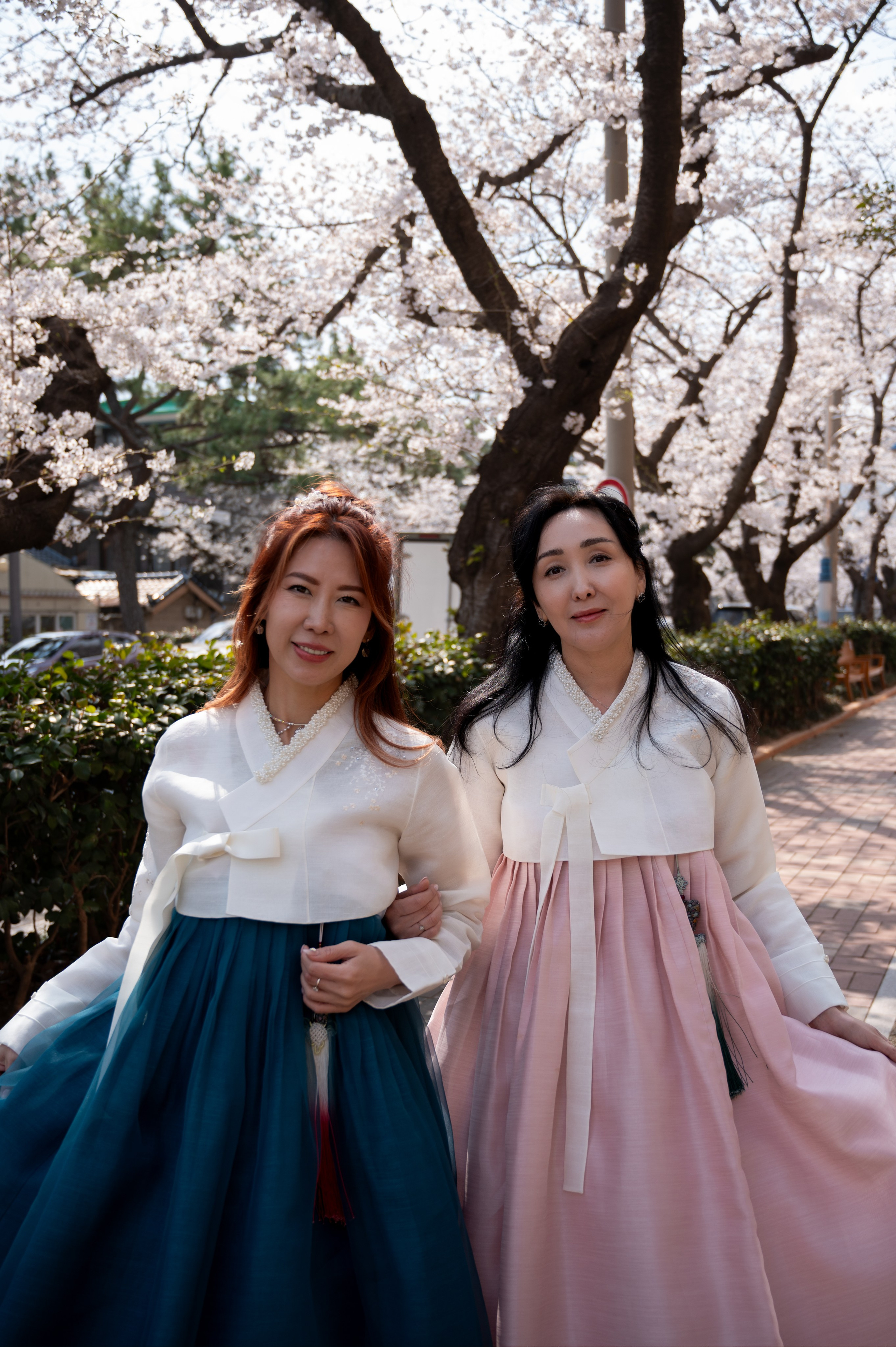 Woman in traditional hanbok under sakura trees Busan spring