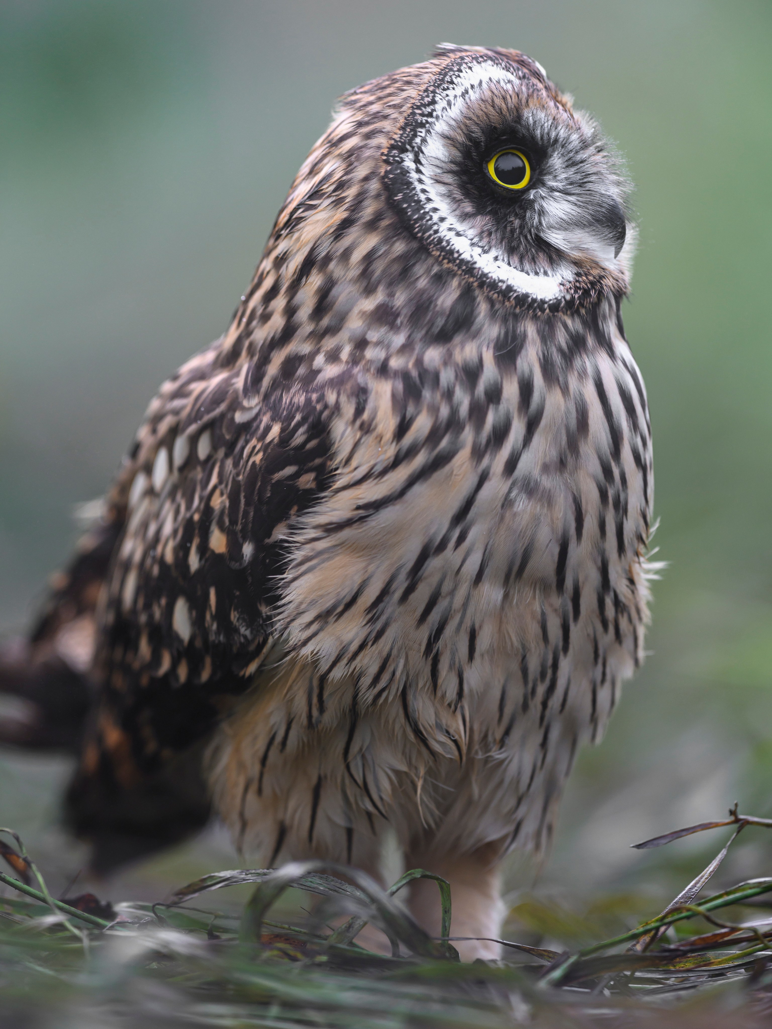 Храбрый совенок | Brave owlet. Фотограф Сергей Пупонин