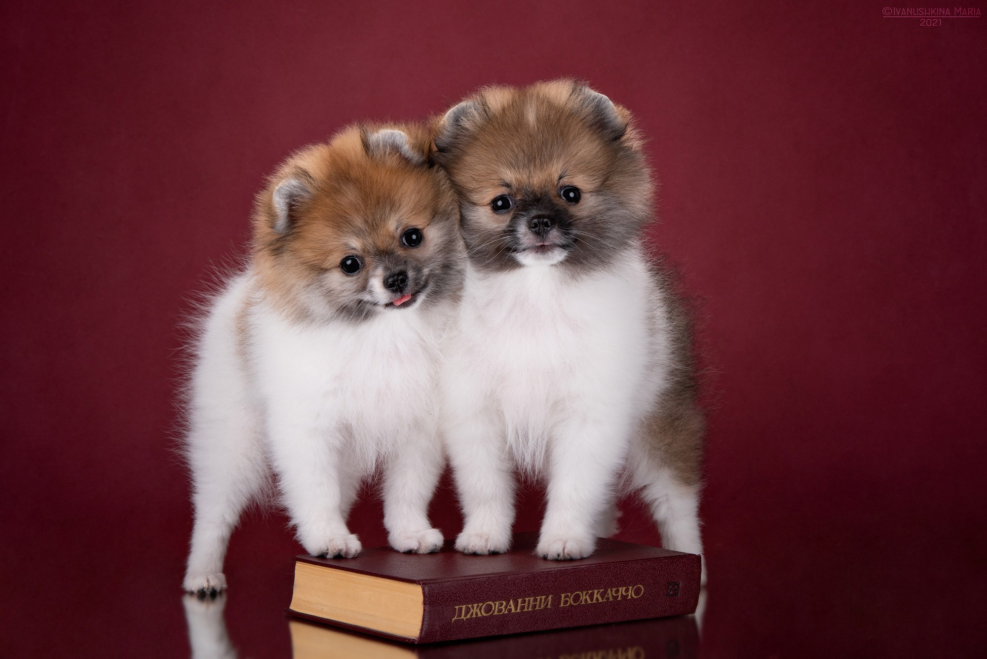 Фотосессия щенков на фонах. Фотограф собак в Москве и Московской области Иванушкина Мария