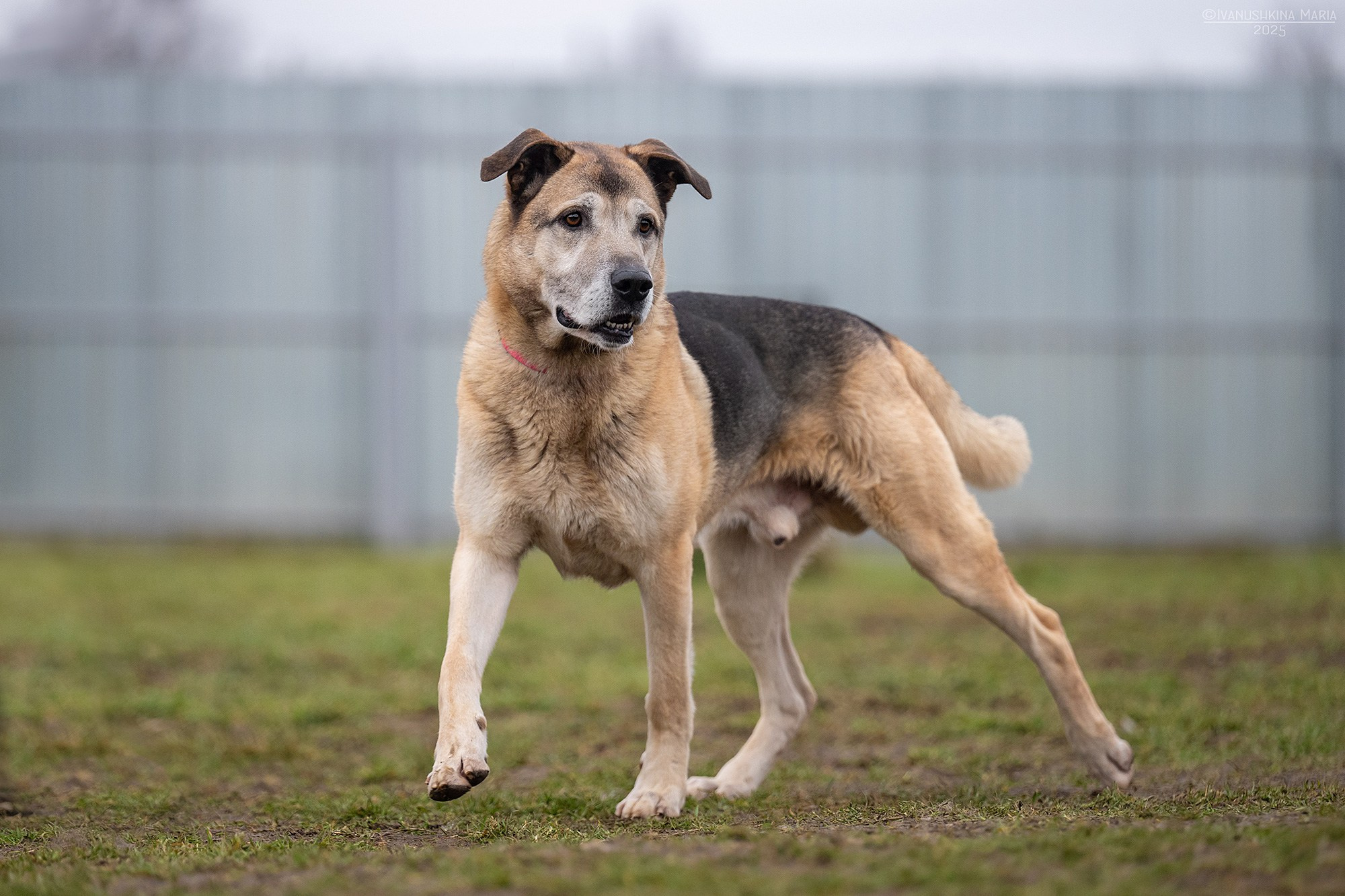 Пиарные фотосессии собак на пристройство. Фотограф собак в Москве и Московской области Иванушкина Мария