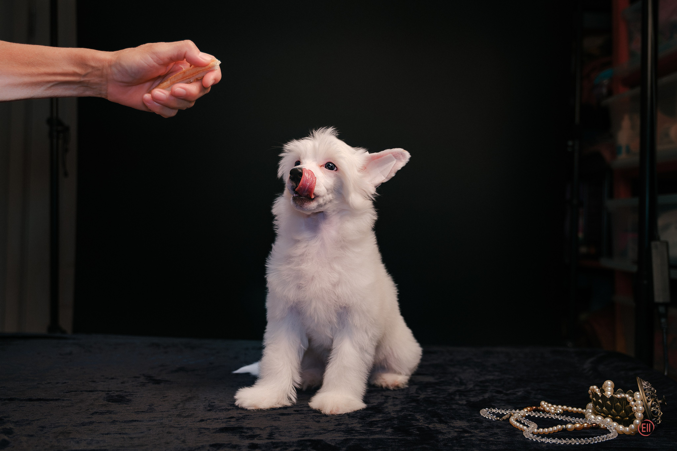 First photo session of the litter “F” of the Laisan Island kennel. Chinese Crested Dog Kennel Poale Ell
