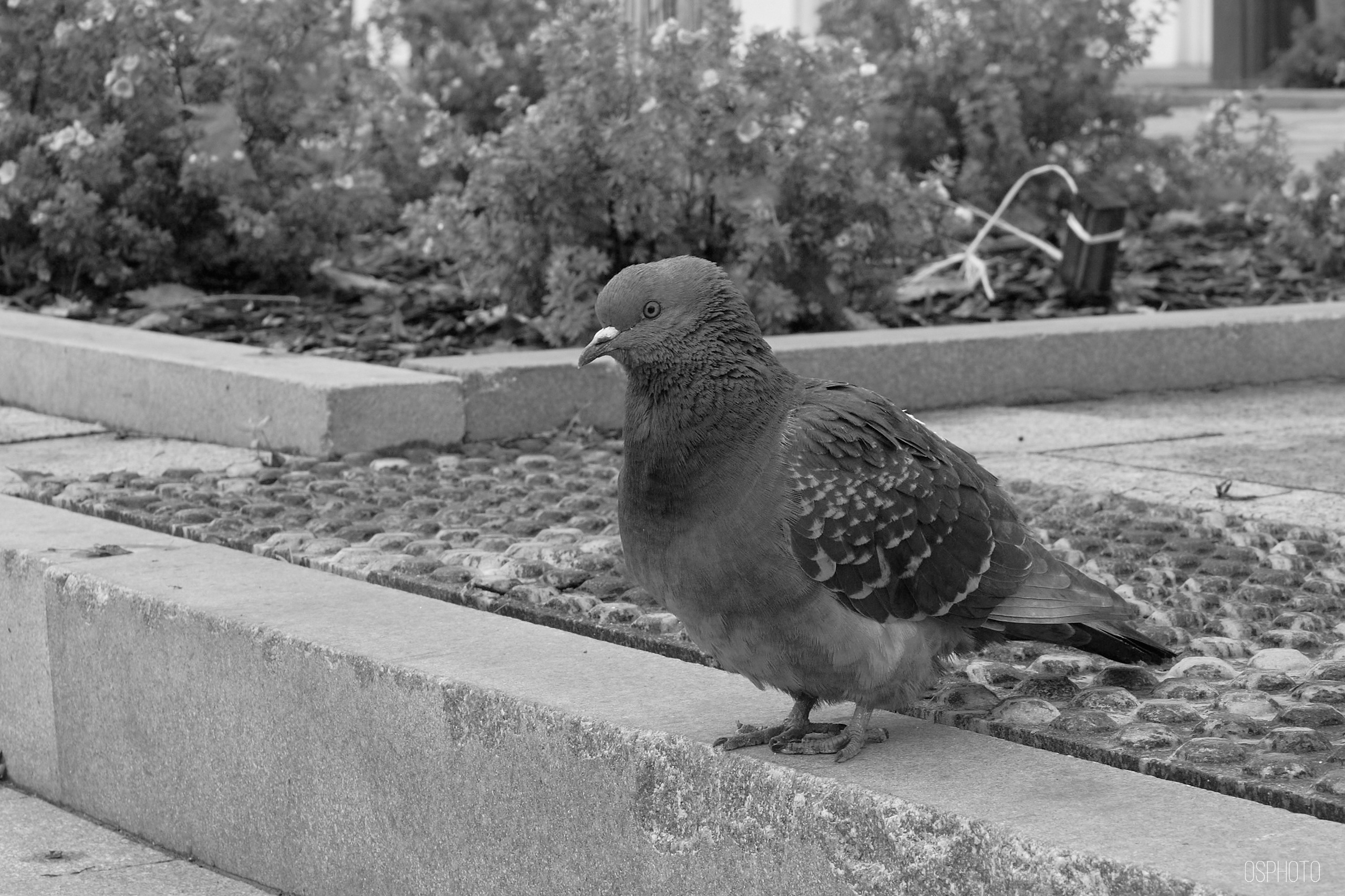 Нижний Новгород. Фотографъ Сергѣевъ. Поймать мгновеніе