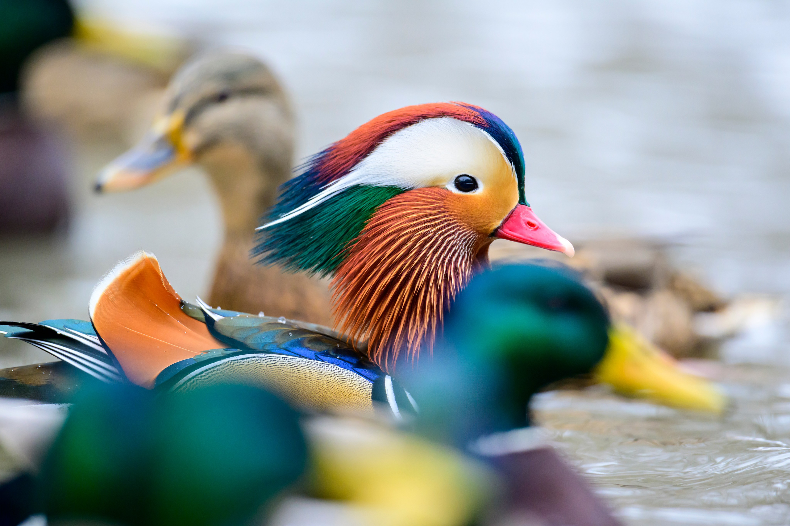 Мандаринки. Mandarin ducks. Фотограф Сергей Пупонин