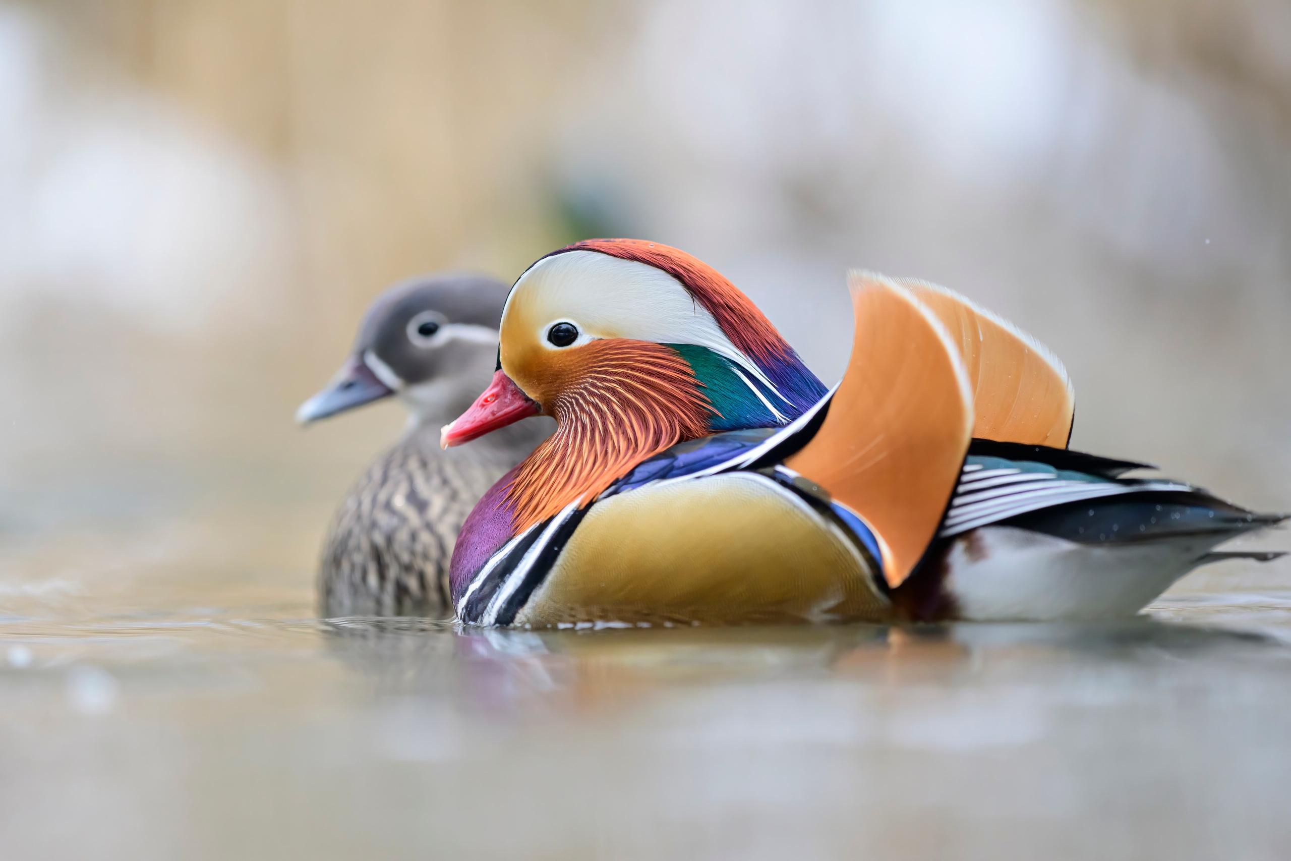 Мандаринки Mandarin ducks. Wildlife photography by Sergey Puponin