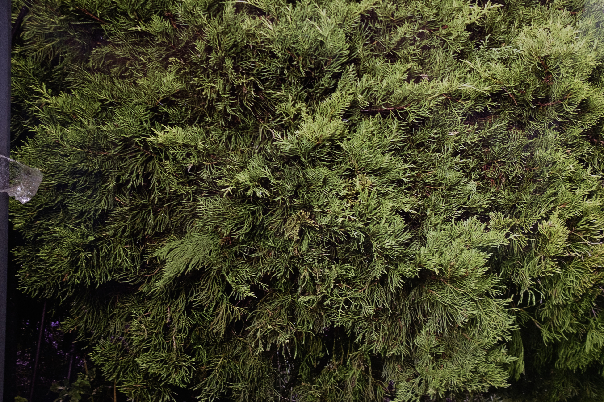 Будущее природы. Фотограф Анна Назарова