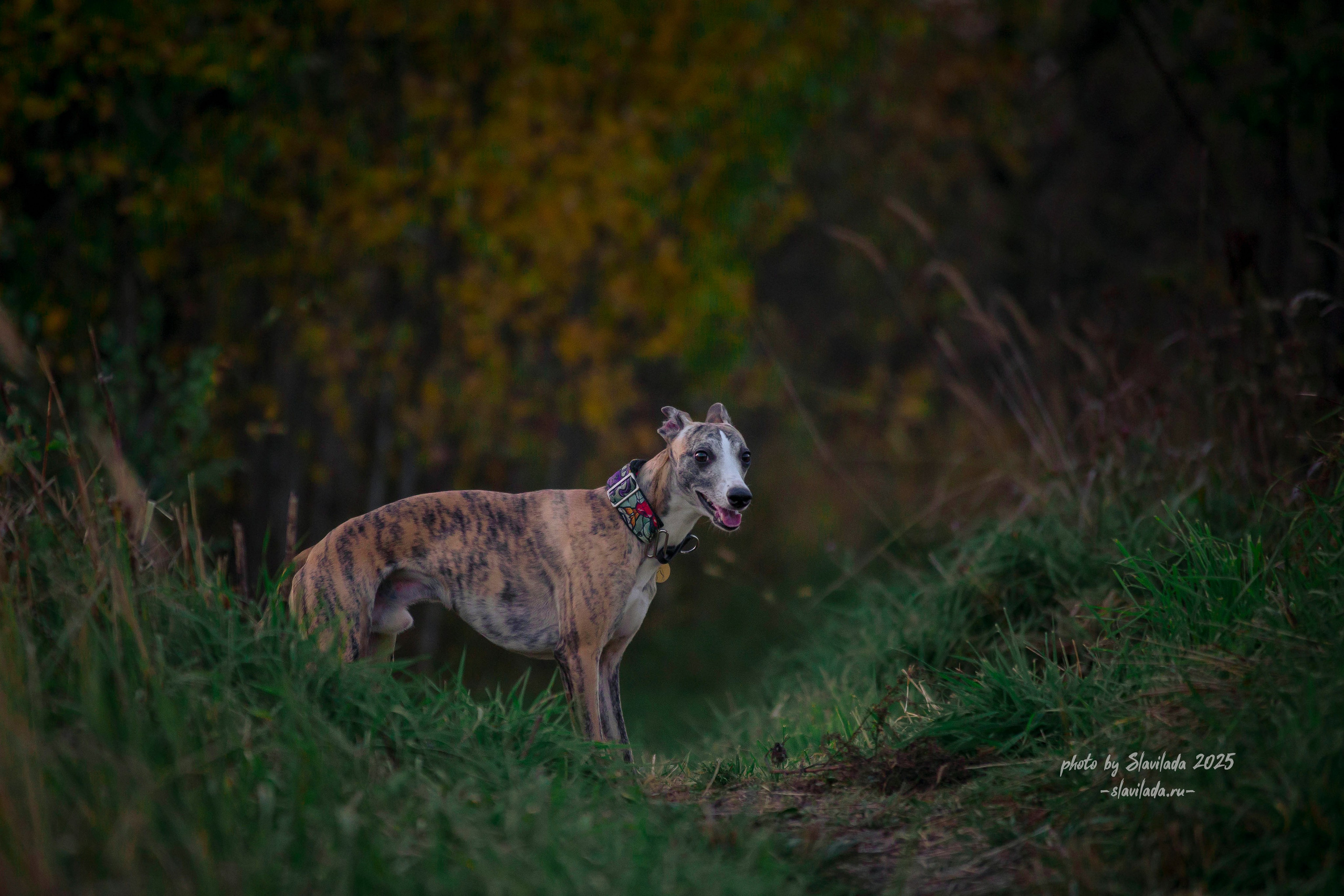 Рассвет. Slavilada-Лапки. Свет. Любовь… Профессиональная фотосессия питомцев Для памяти, пристройства и продажи. Хабаровск