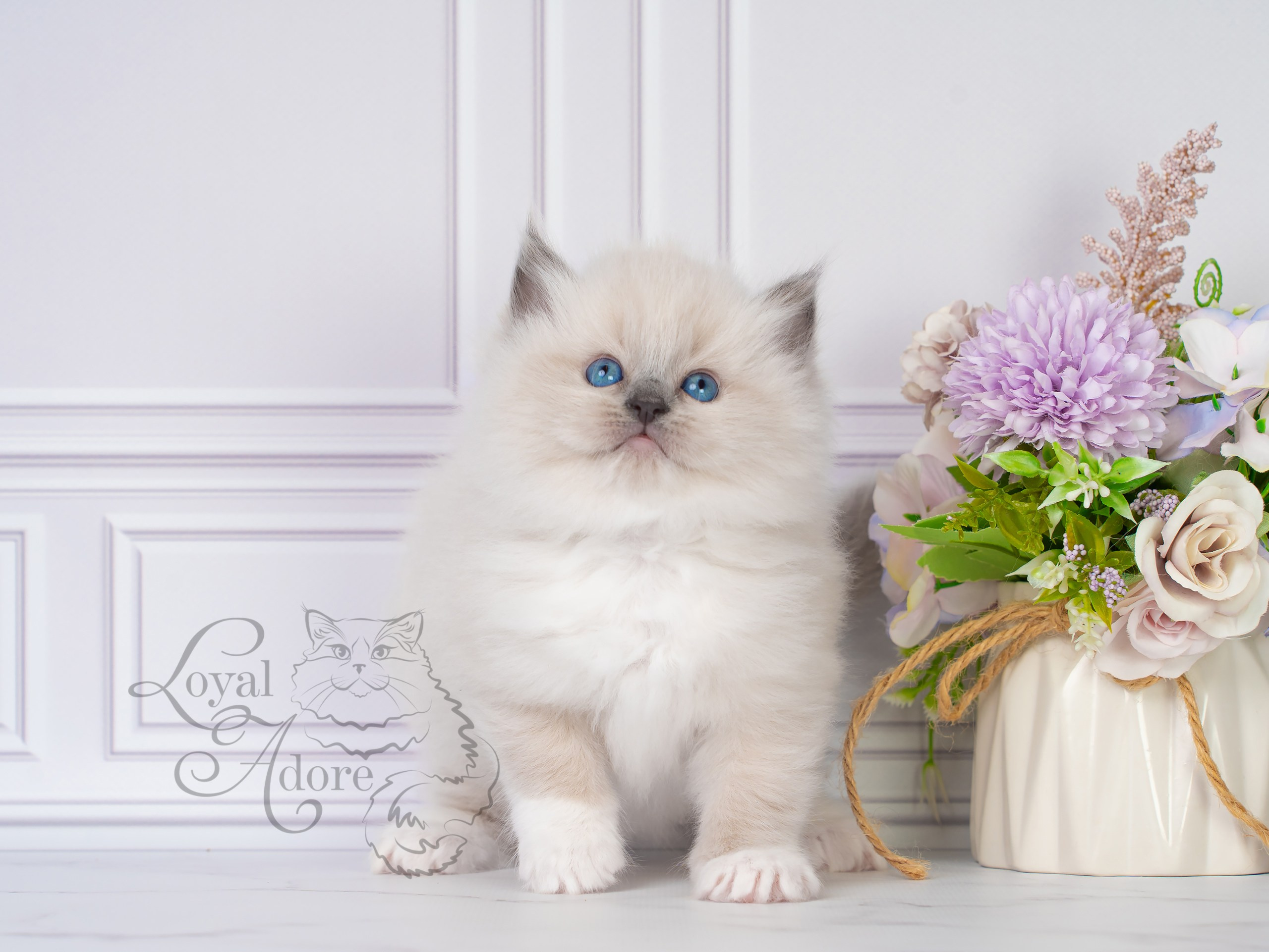 Все свободные котята. Питомник рэгдолл Loyal Adore