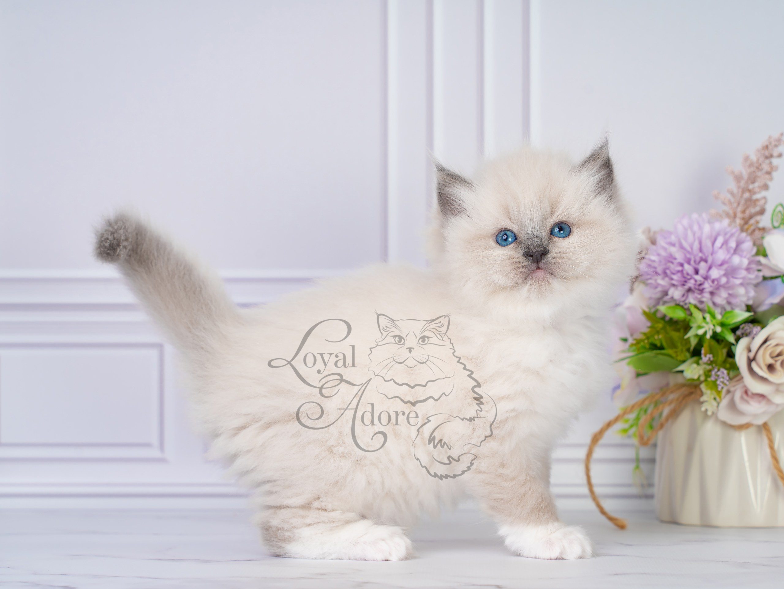 Все свободные котята. Питомник рэгдолл Loyal Adore