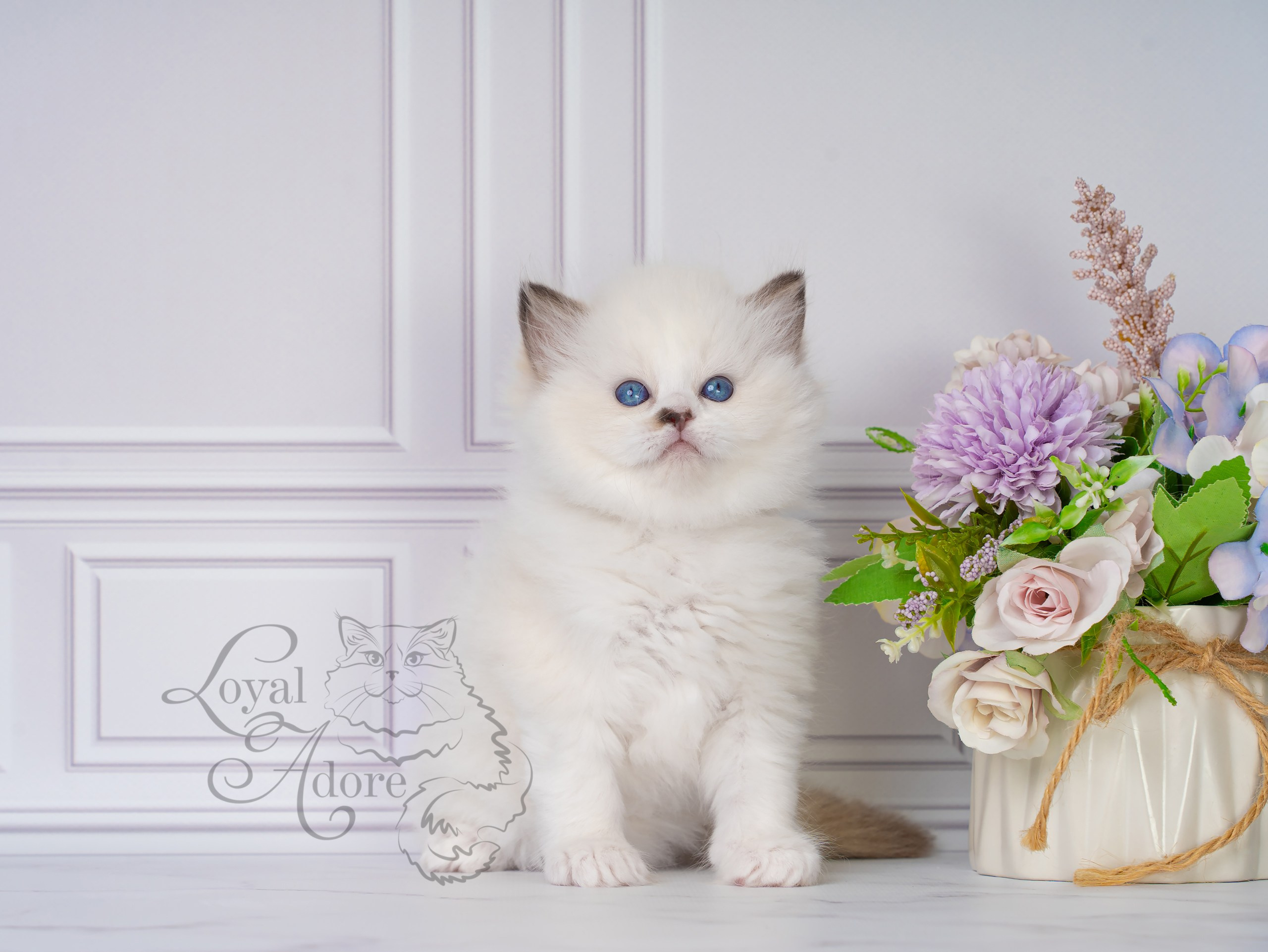 Все свободные котята. Питомник рэгдолл Loyal Adore