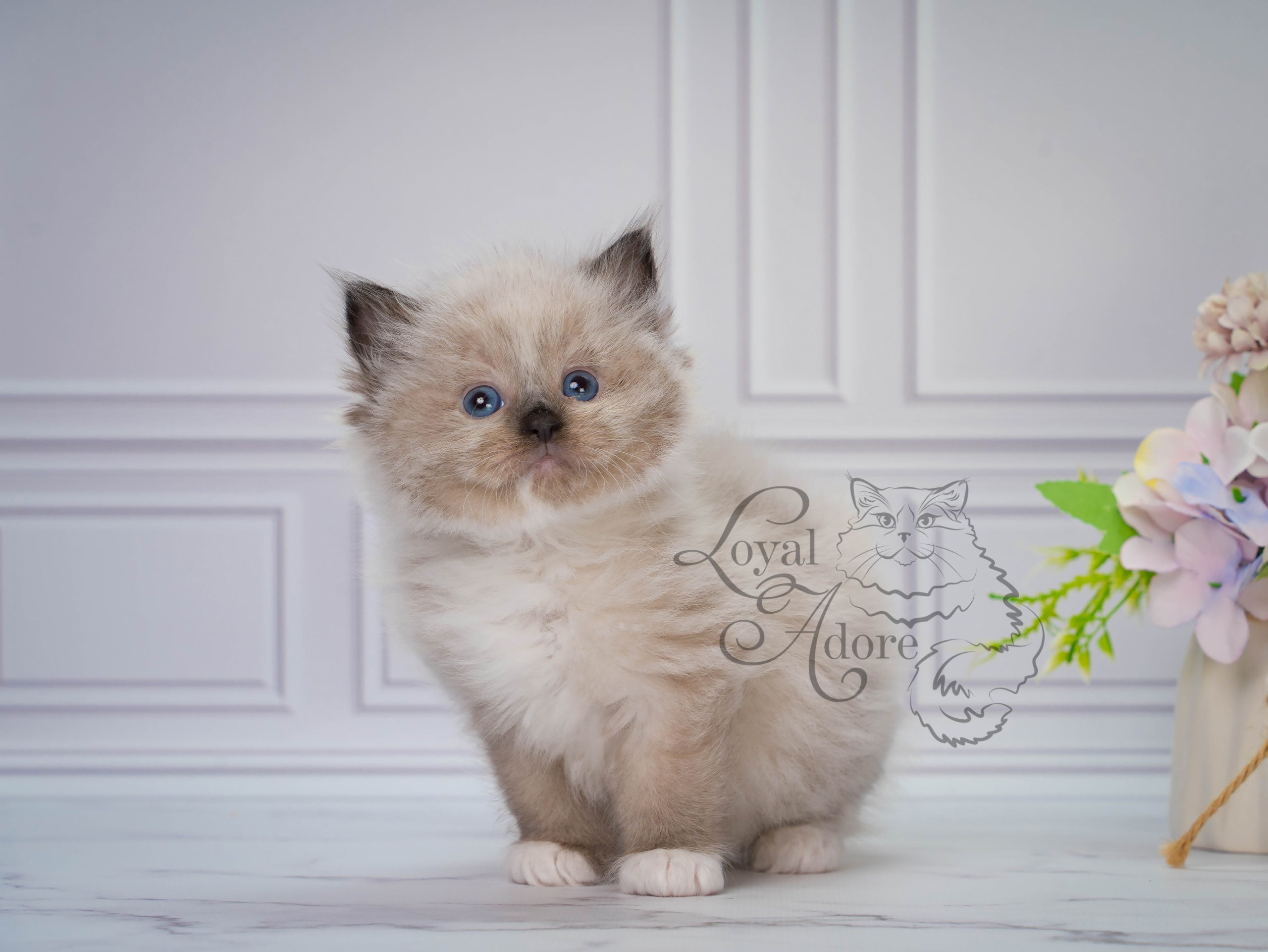 Котята рэгдолл от Loyal Adore. Питомник рэгдолл Loyal Adore