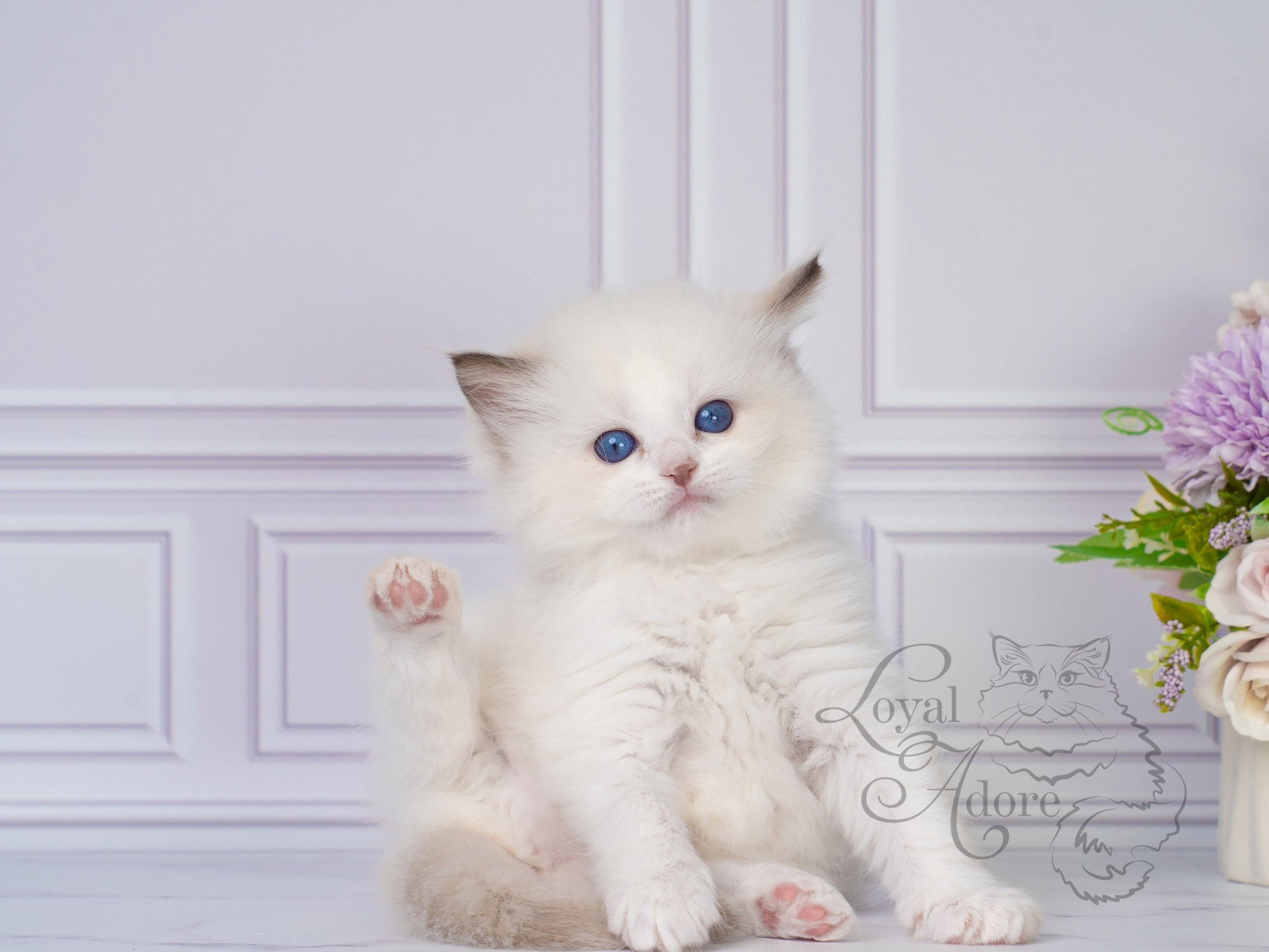 Все свободные котята. Питомник рэгдолл Loyal Adore