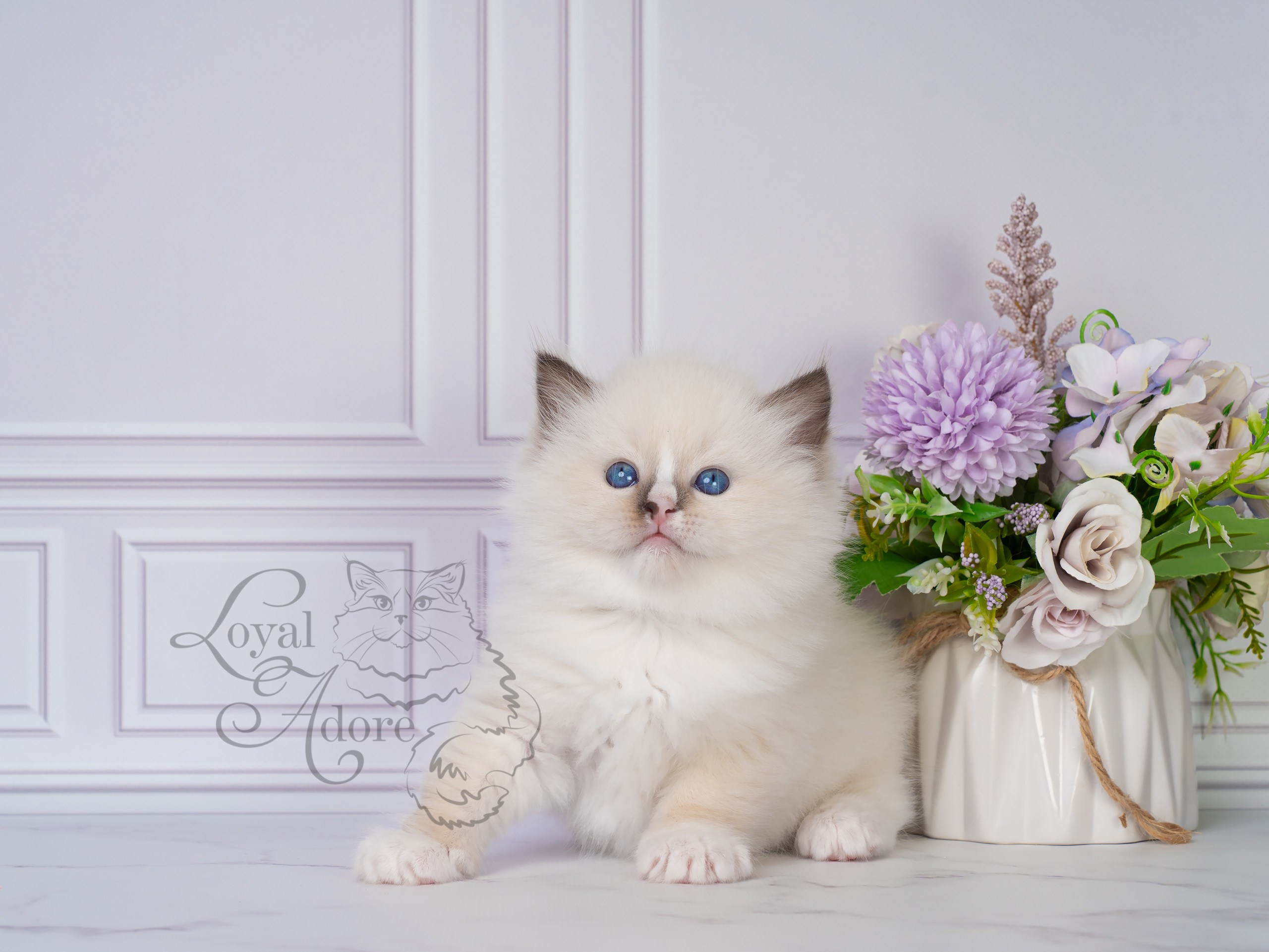 Все свободные котята. Питомник рэгдолл Loyal Adore