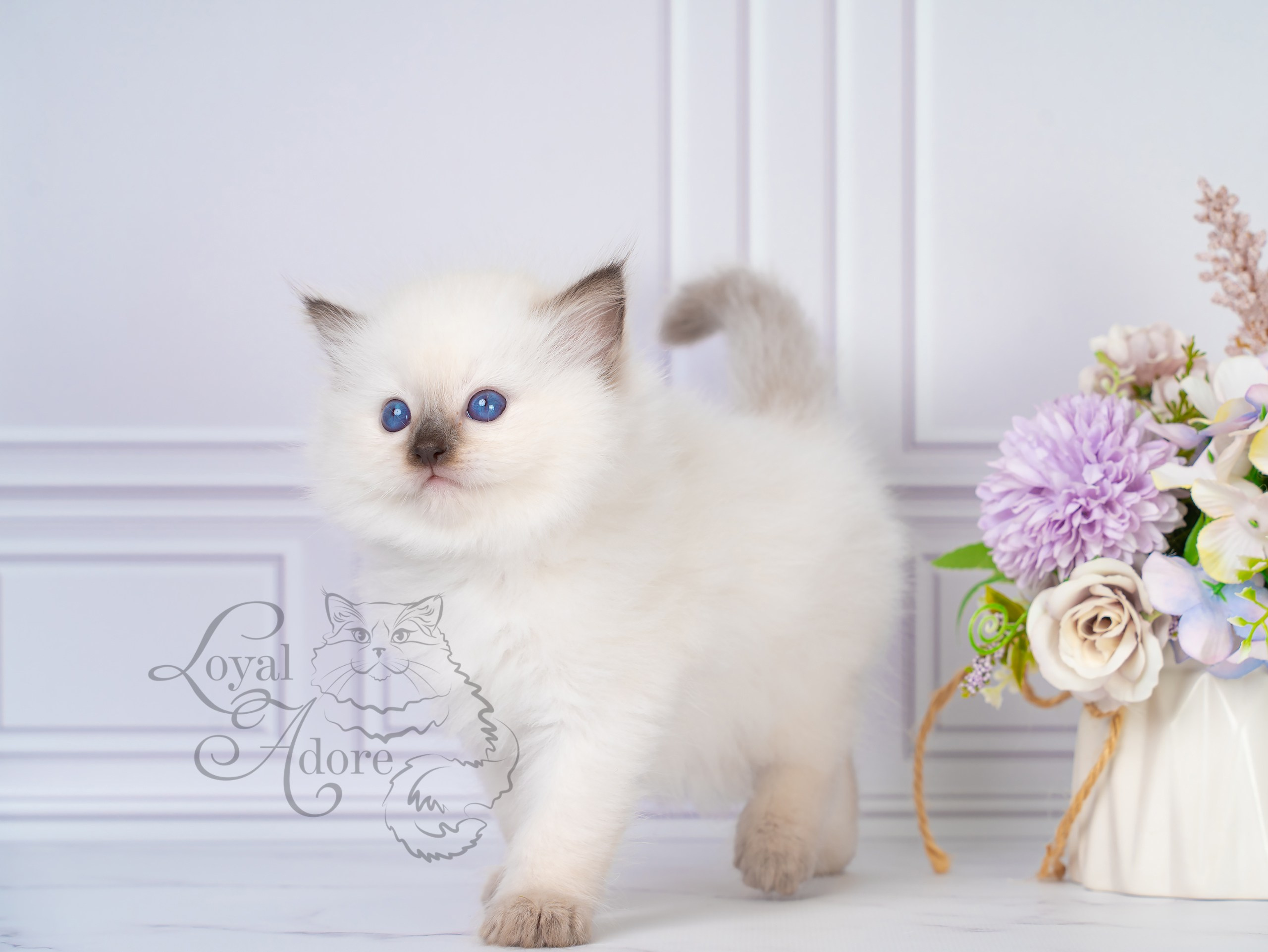 Котята рэгдолл от Loyal Adore. Питомник рэгдолл Loyal Adore