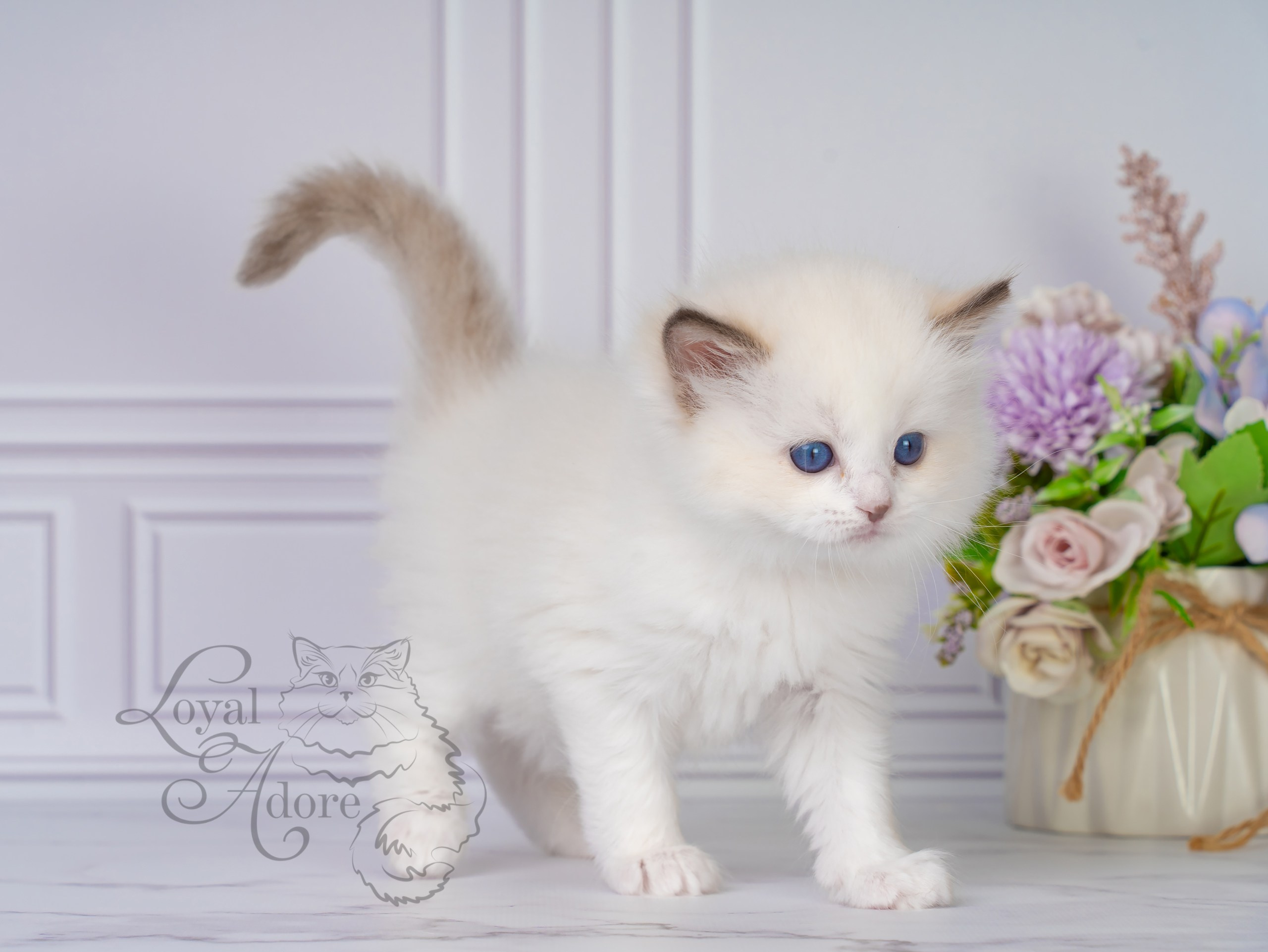 Все свободные котята. Питомник рэгдолл Loyal Adore