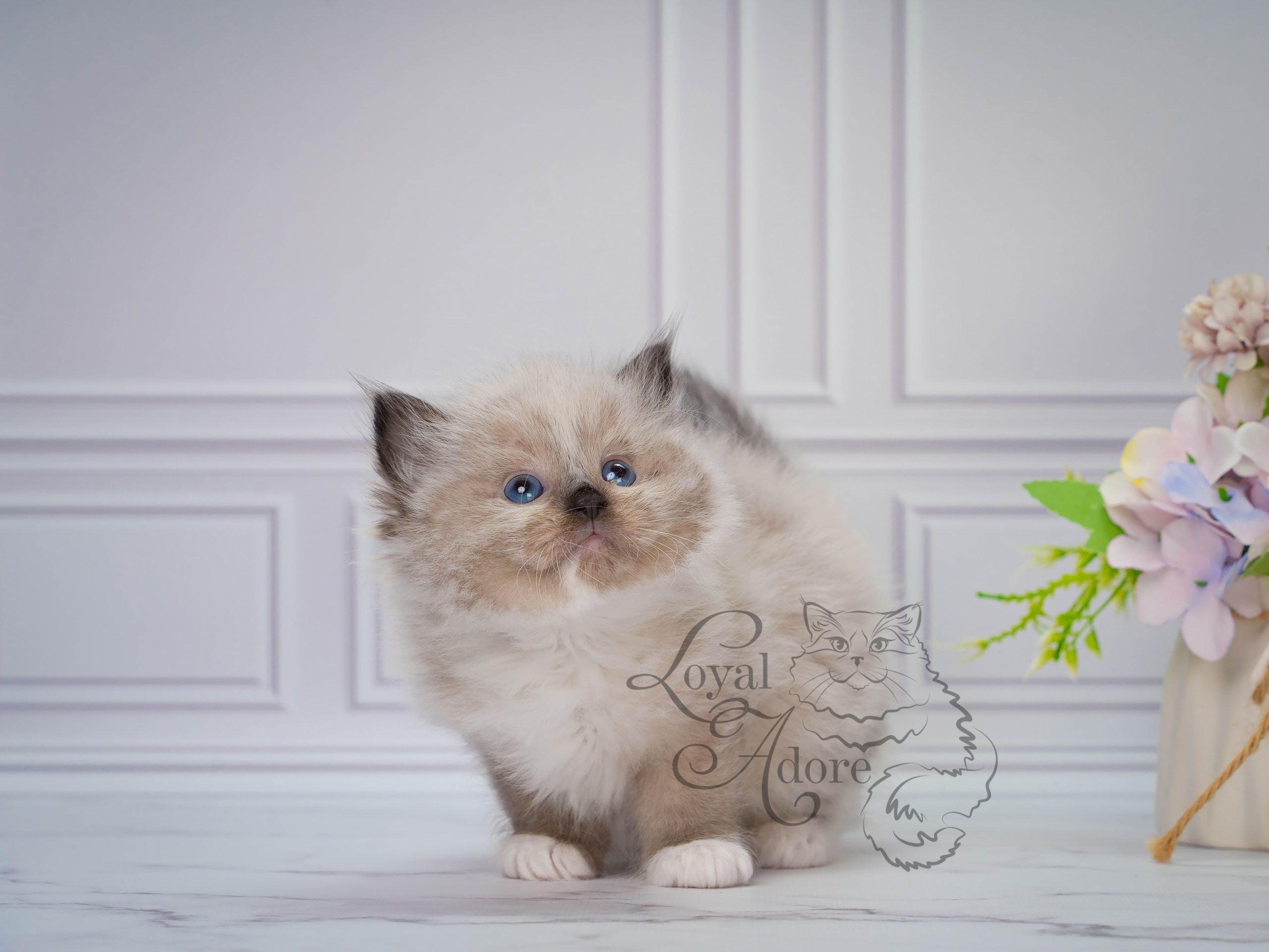 Котята рэгдолл от Loyal Adore. Питомник рэгдолл Loyal Adore