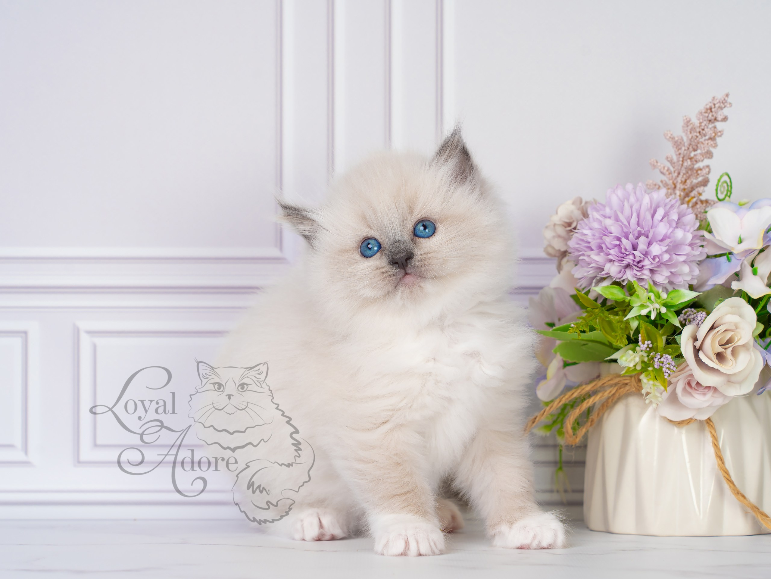 Все свободные котята. Питомник рэгдолл Loyal Adore