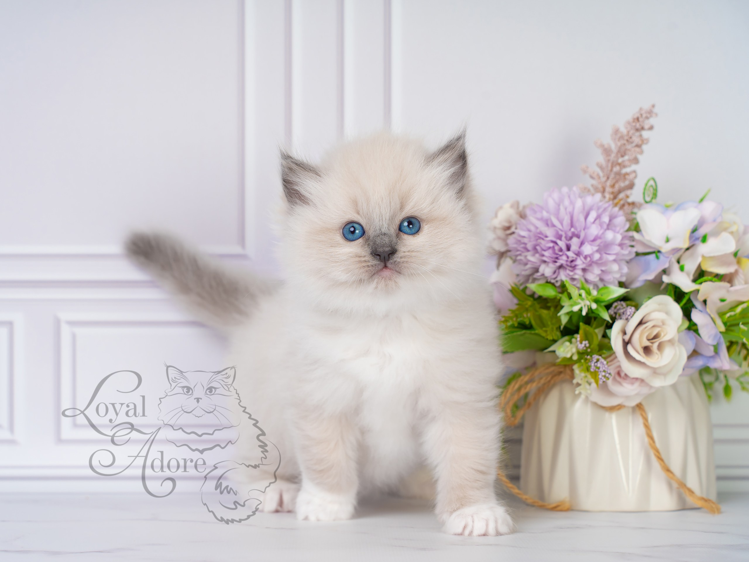 Все свободные котята. Питомник рэгдолл Loyal Adore