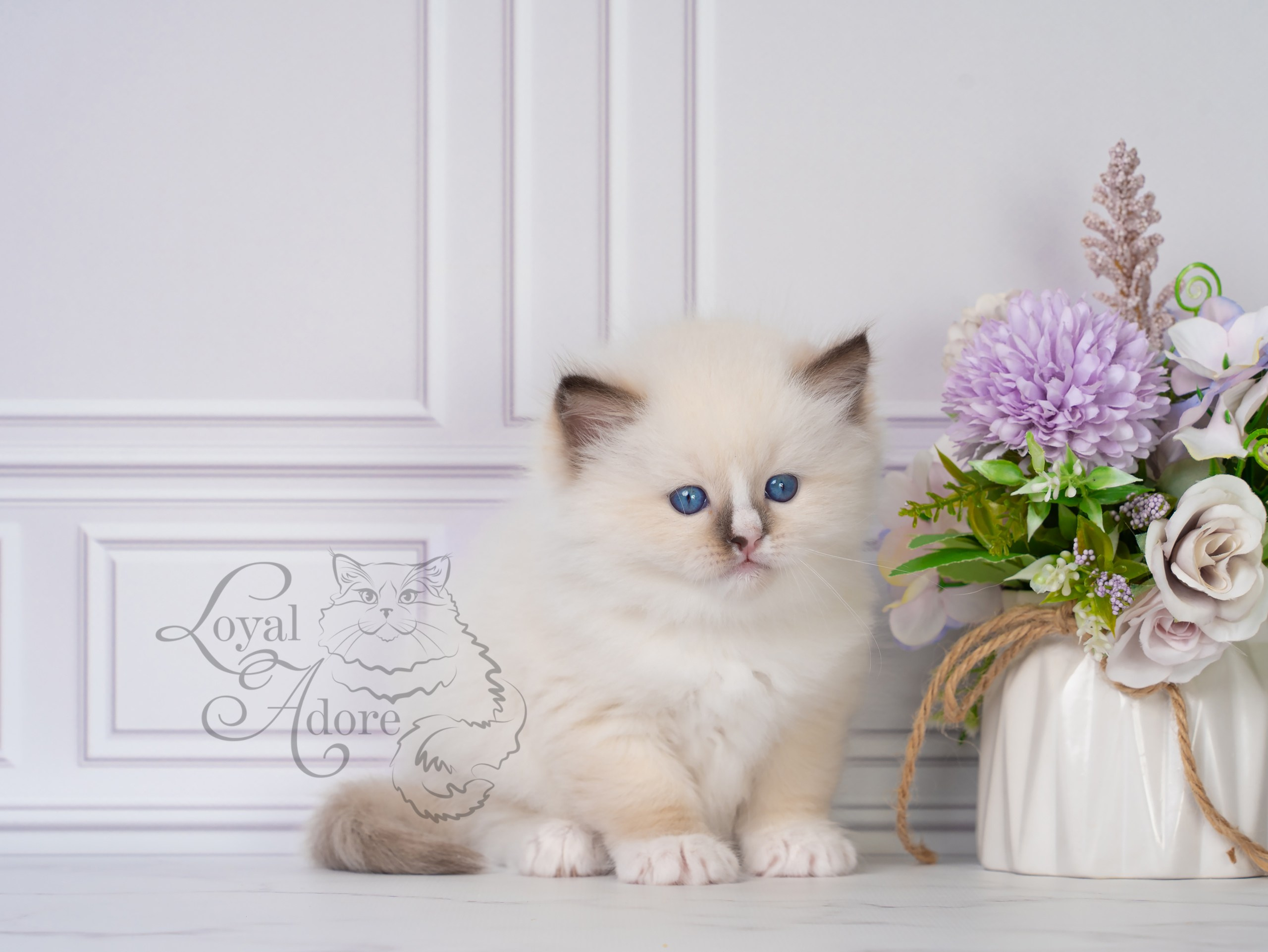 Все свободные котята. Питомник рэгдолл Loyal Adore