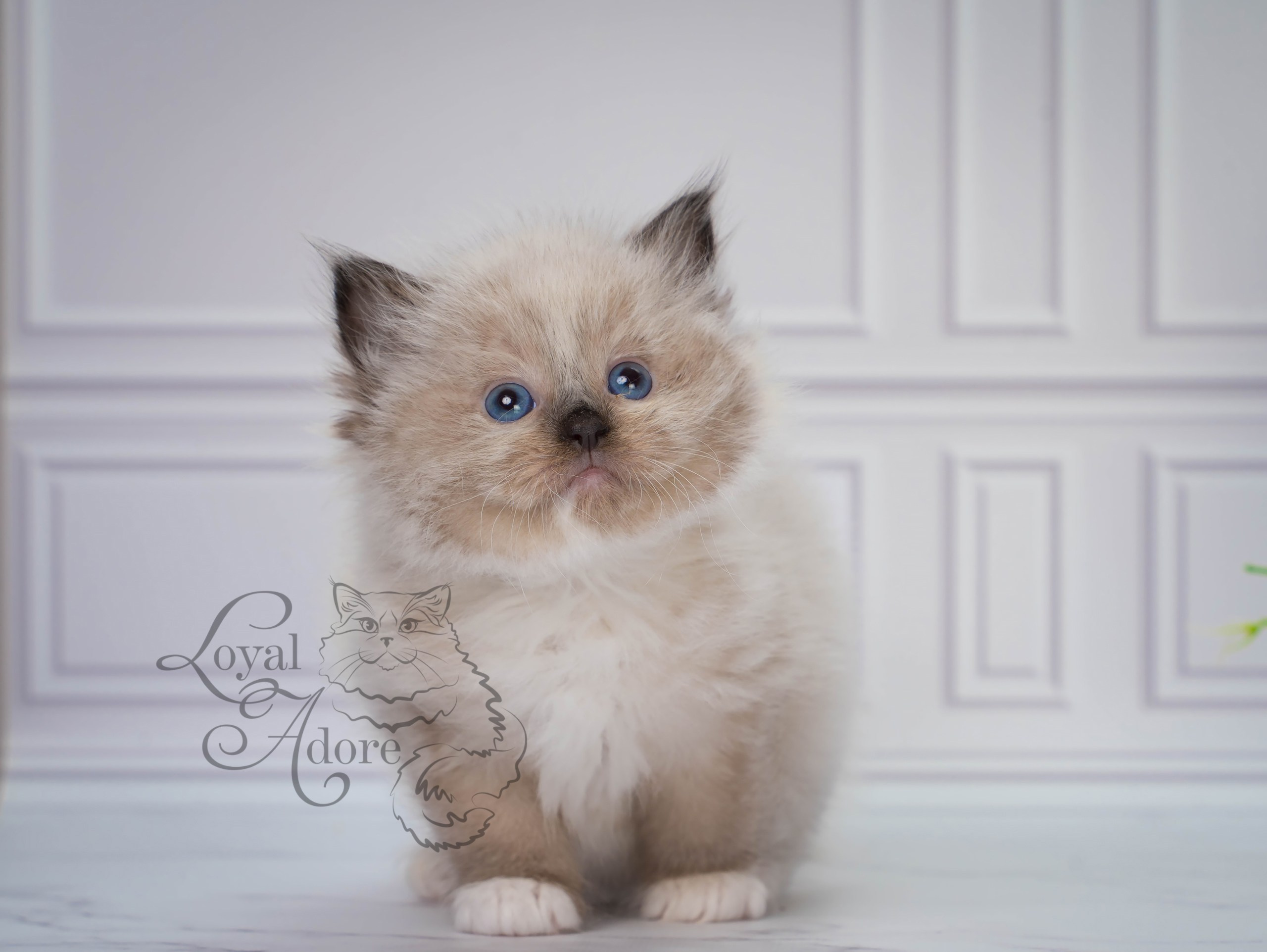 Котята рэгдолл от Loyal Adore. Питомник рэгдолл Loyal Adore