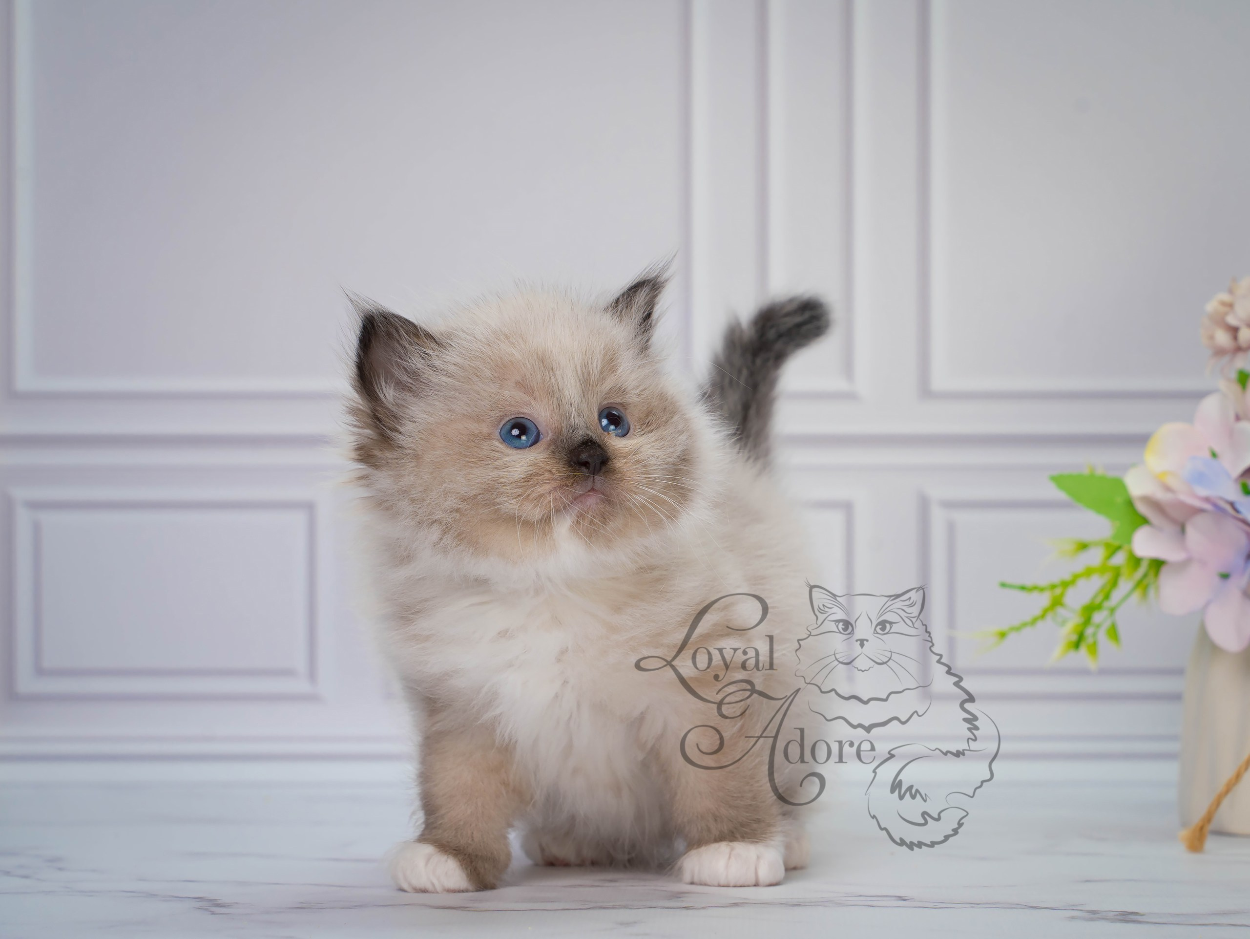 Котята рэгдолл от Loyal Adore. Питомник рэгдолл Loyal Adore