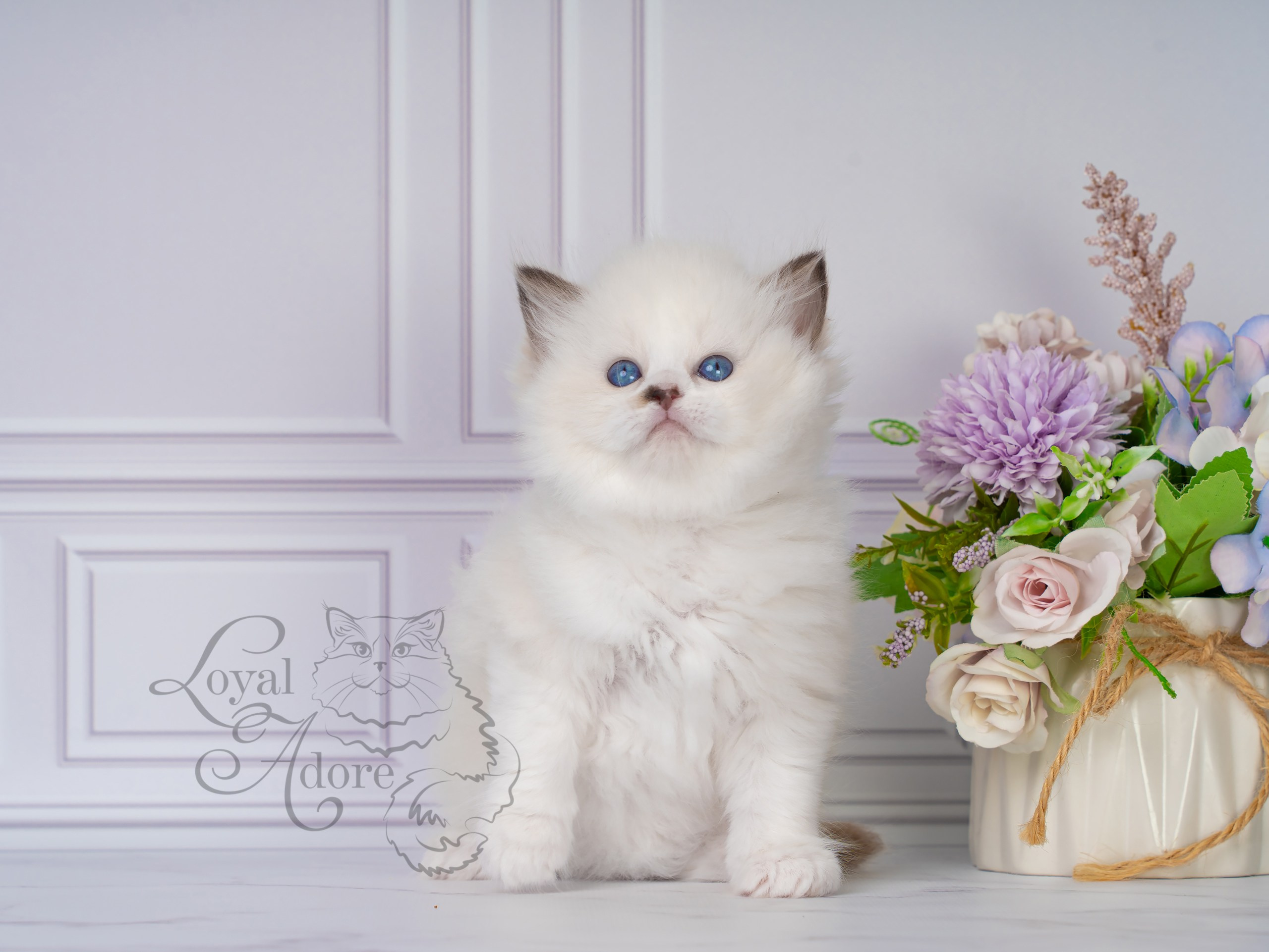 Все свободные котята. Питомник рэгдолл Loyal Adore