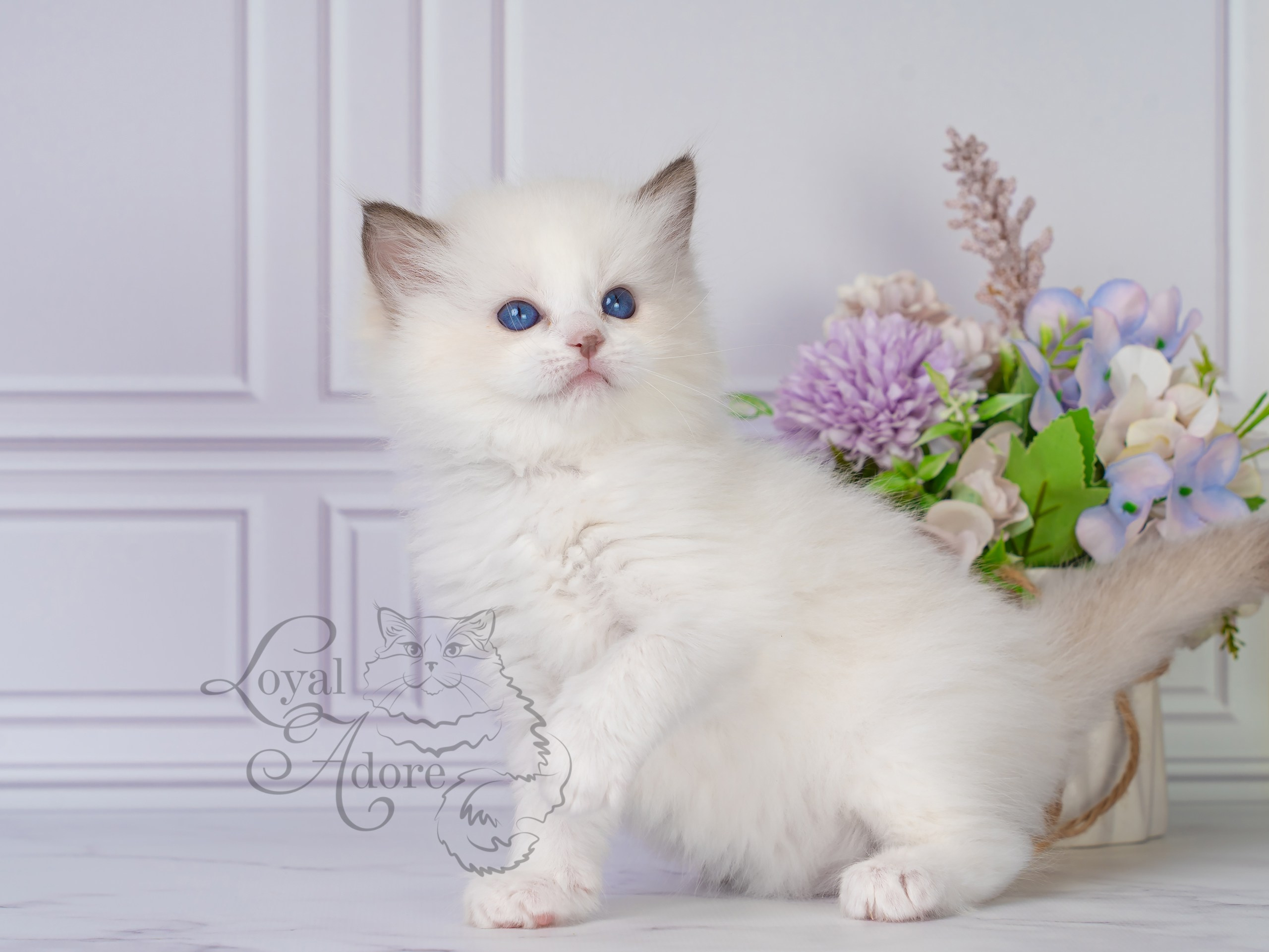 Все свободные котята. Питомник рэгдолл Loyal Adore