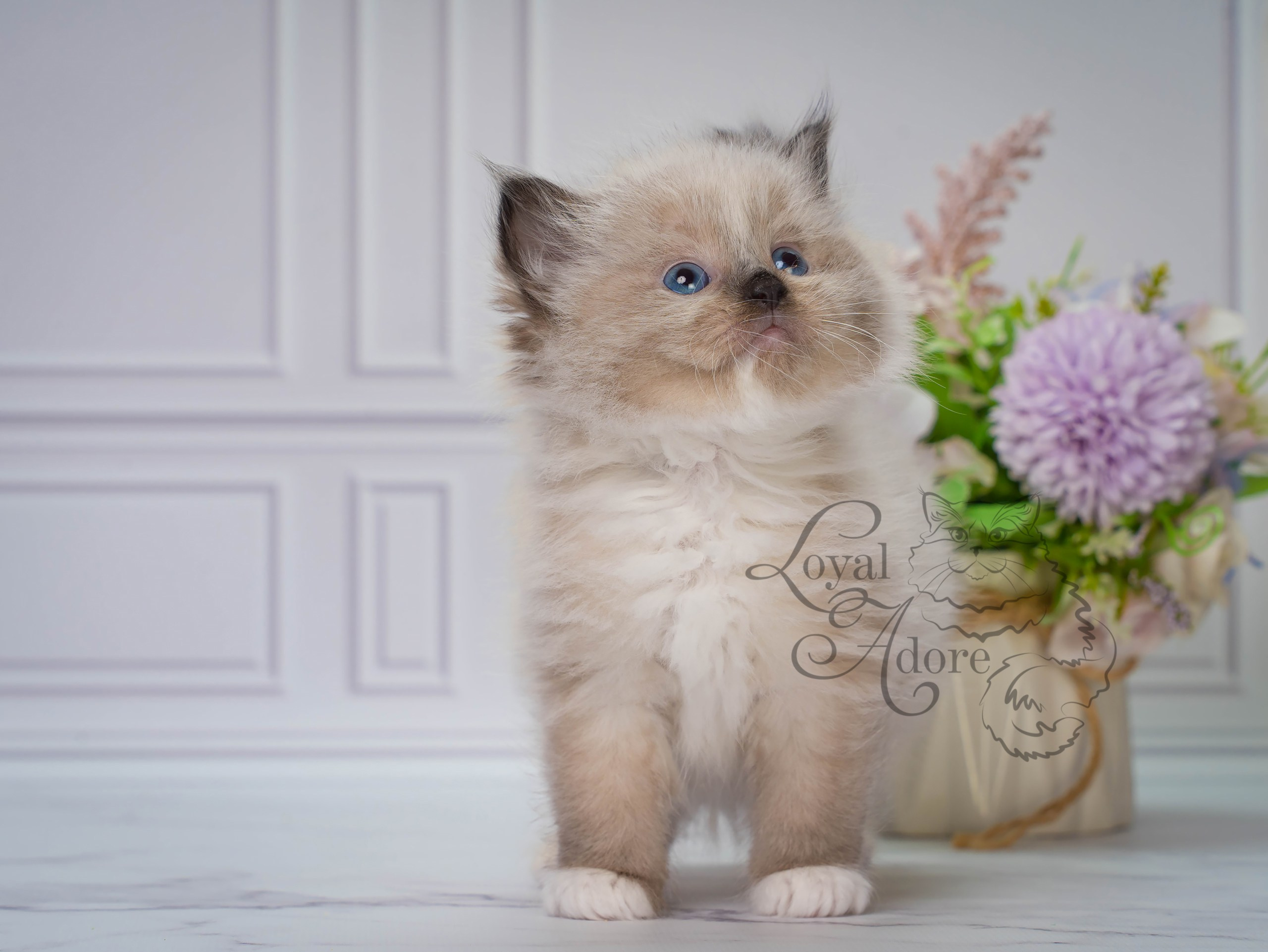 Котята рэгдолл от Loyal Adore. Питомник рэгдолл Loyal Adore