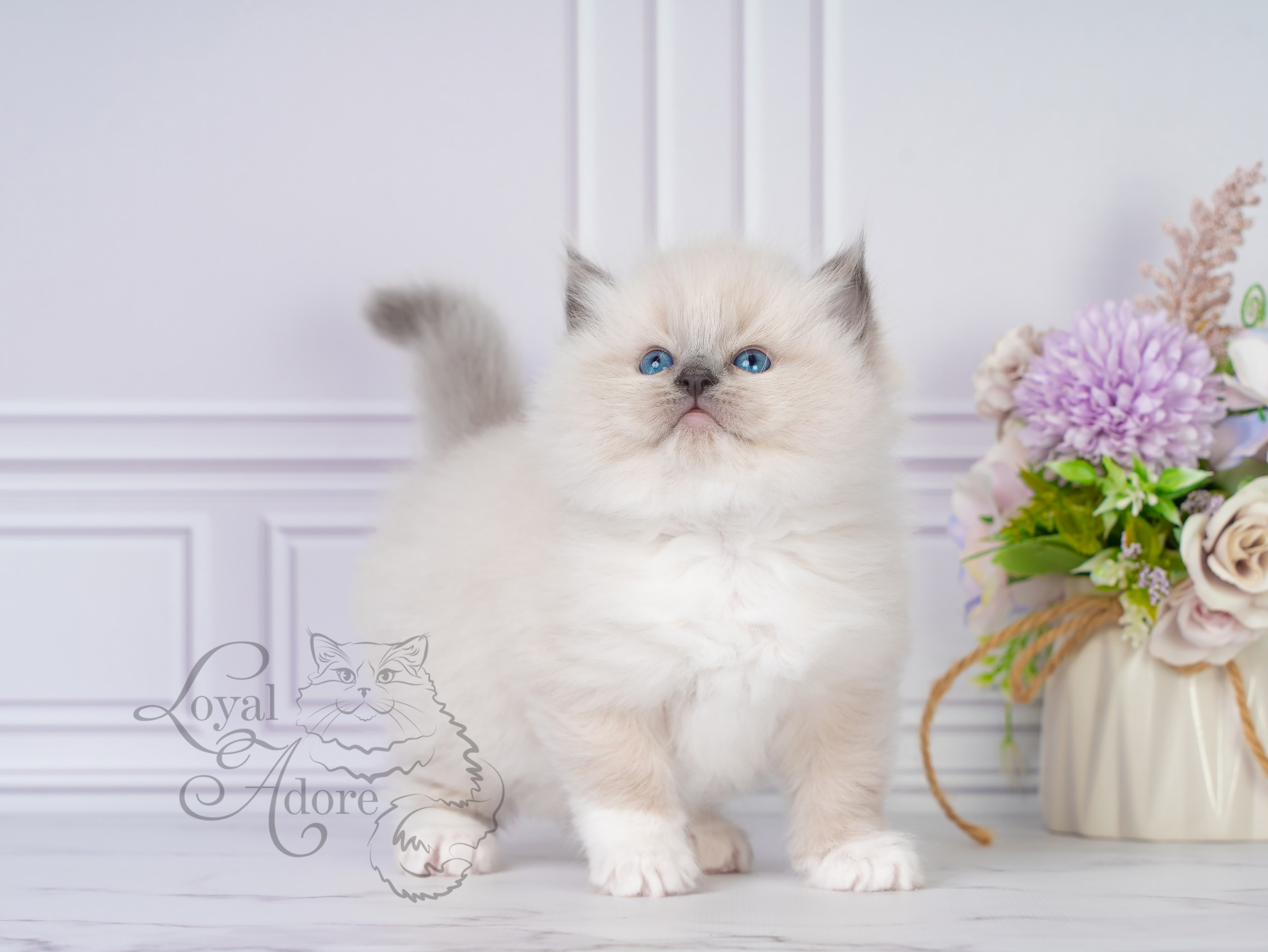 Все свободные котята. Питомник рэгдолл Loyal Adore
