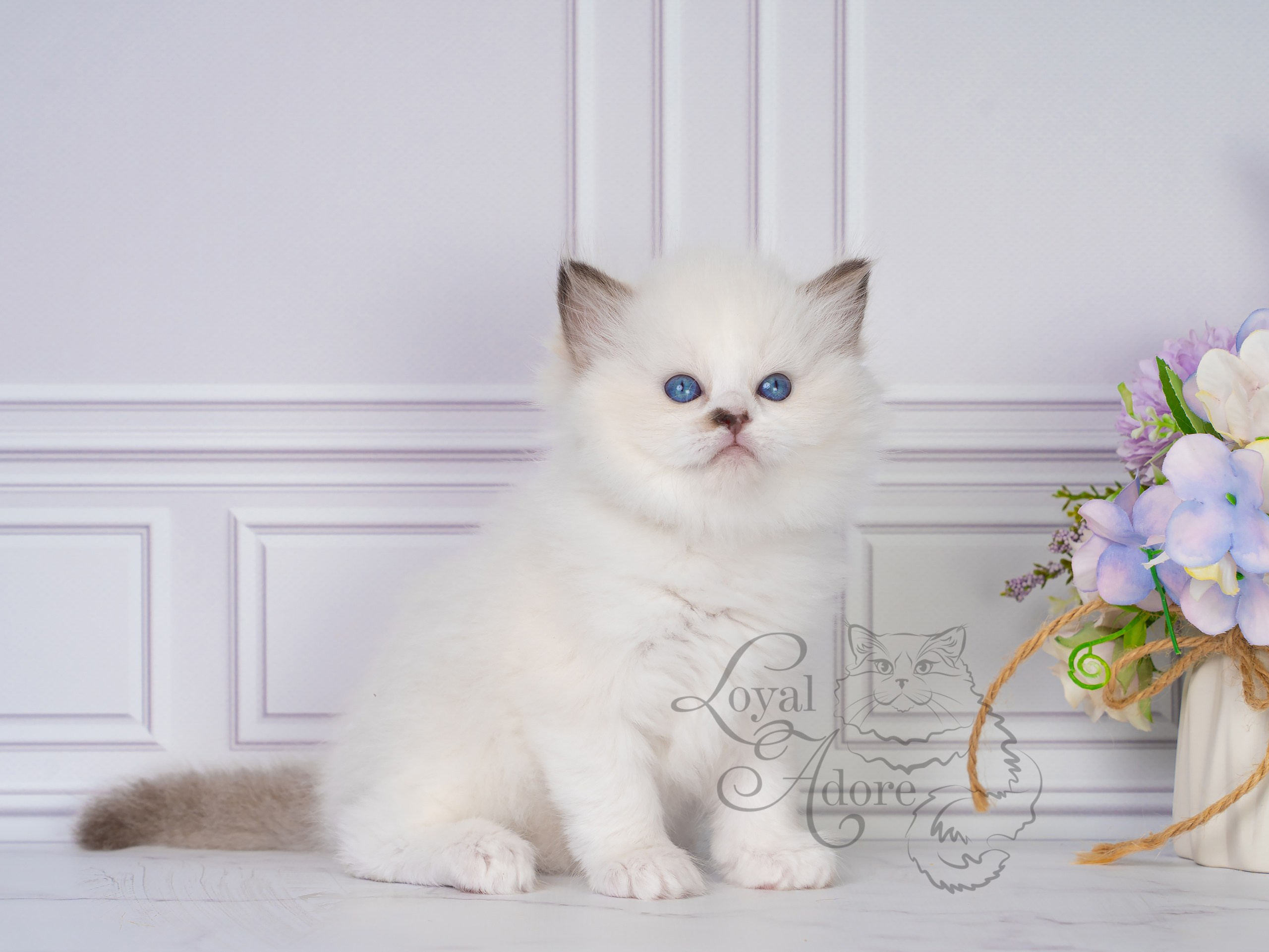 Все свободные котята. Питомник рэгдолл Loyal Adore
