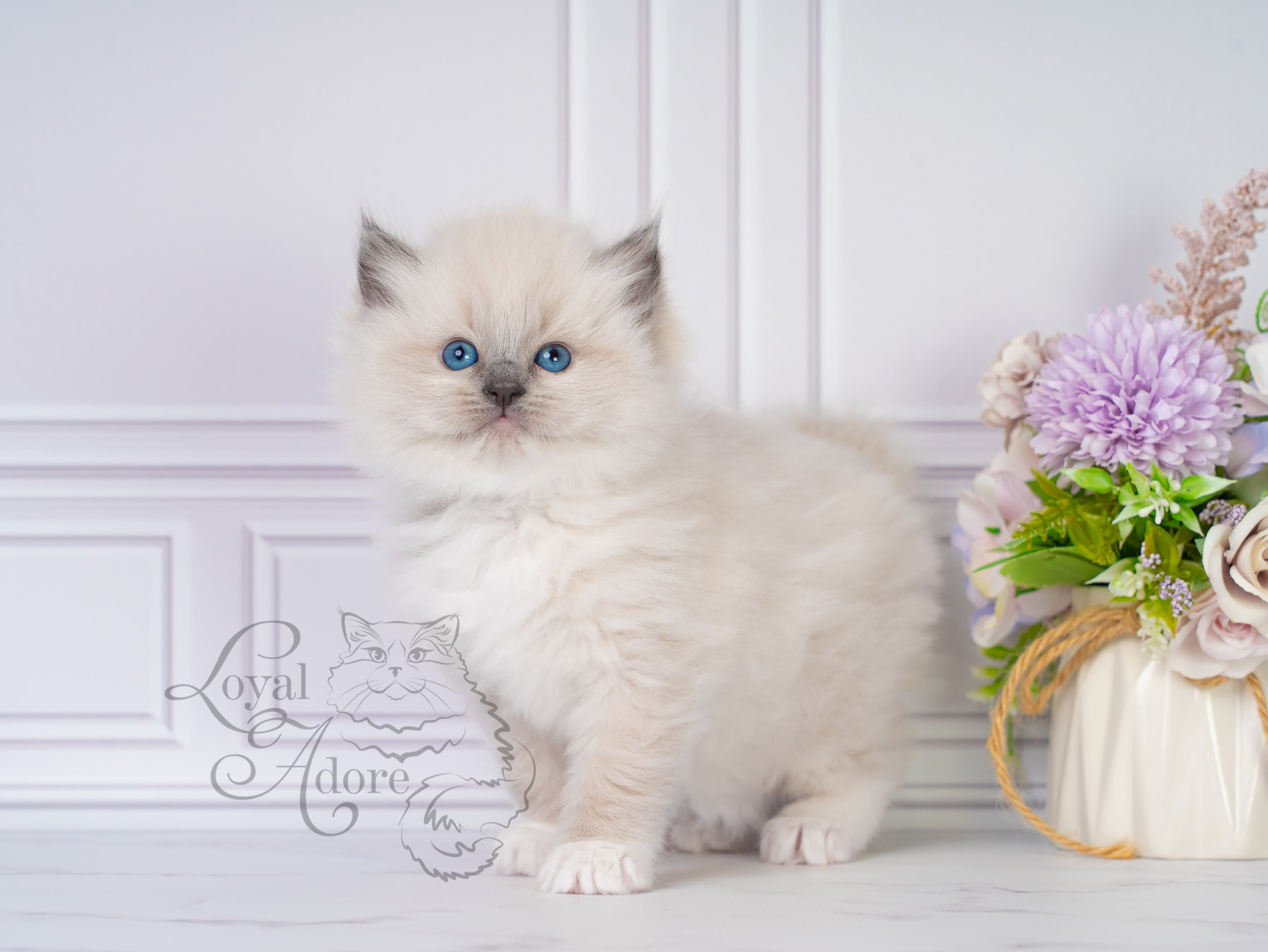 Все свободные котята. Питомник рэгдолл Loyal Adore