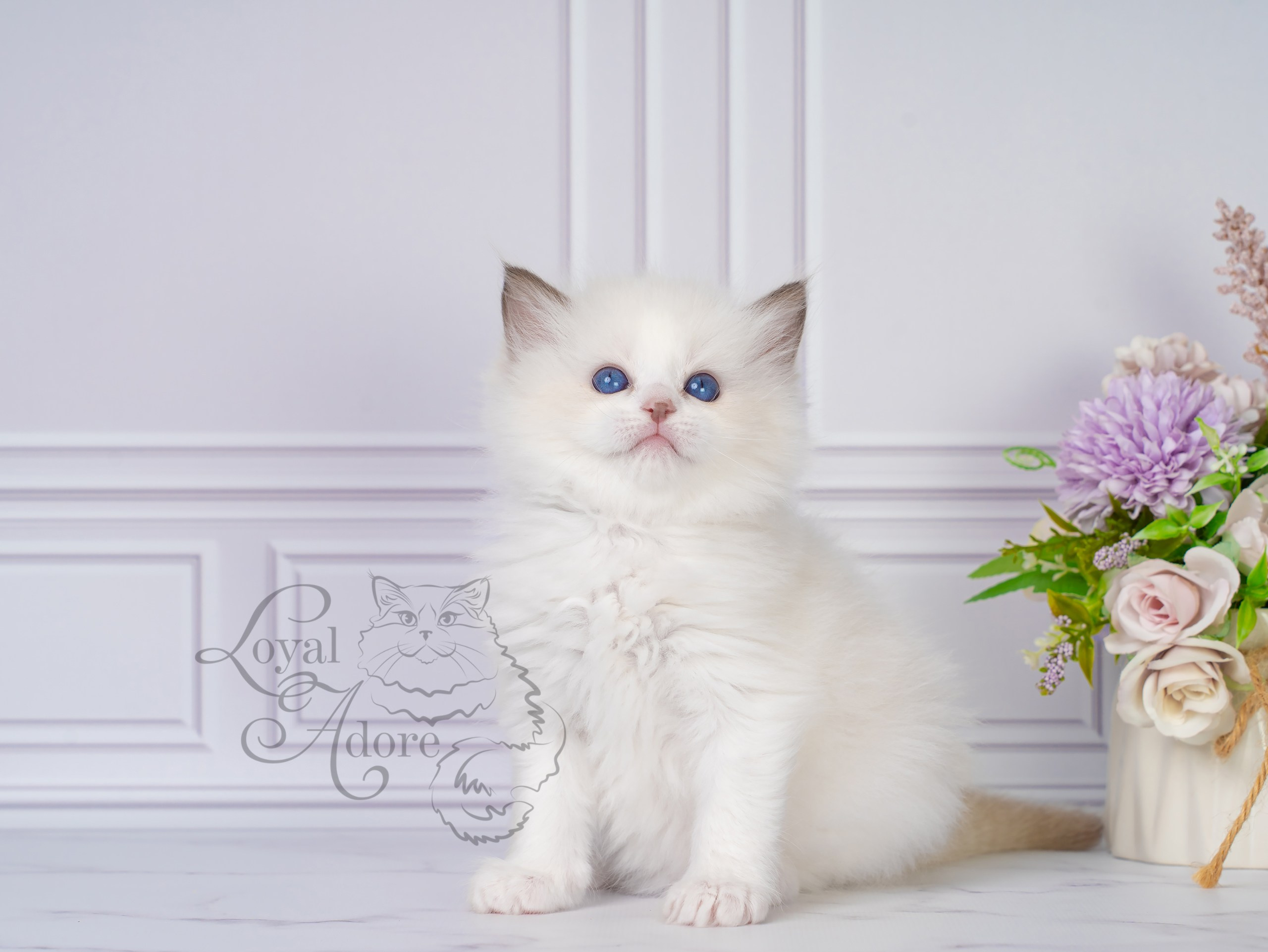 Все свободные котята. Питомник рэгдолл Loyal Adore