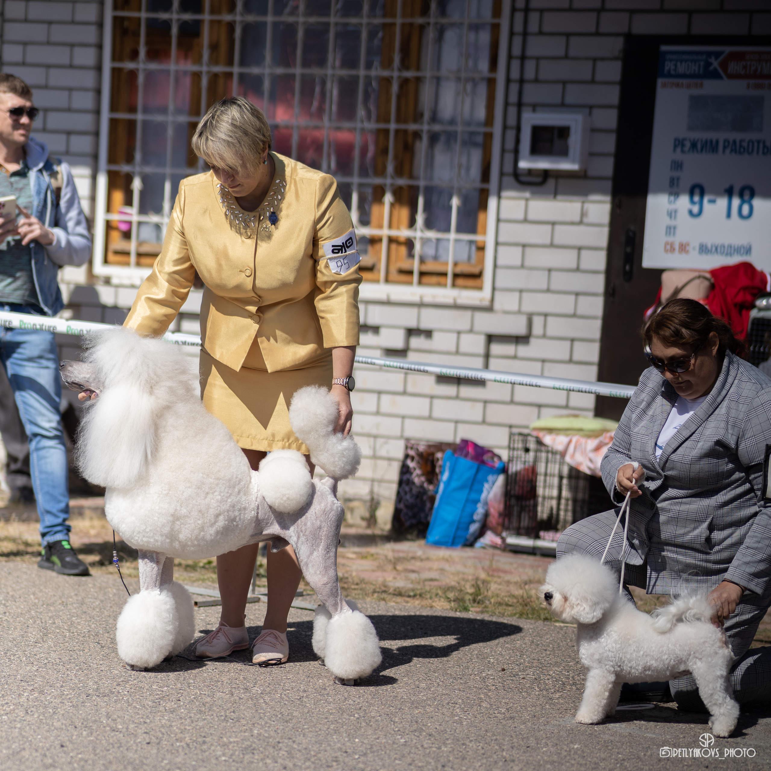 Репортаж с НАЦИОНАЛЬНАЯ ВЫСТАВКА СОБАК РАНГА САС — ЧФ. Фотограф, видеограф Пятигорск, Ставрополь, Ессентуки, Petlyakovs_photo